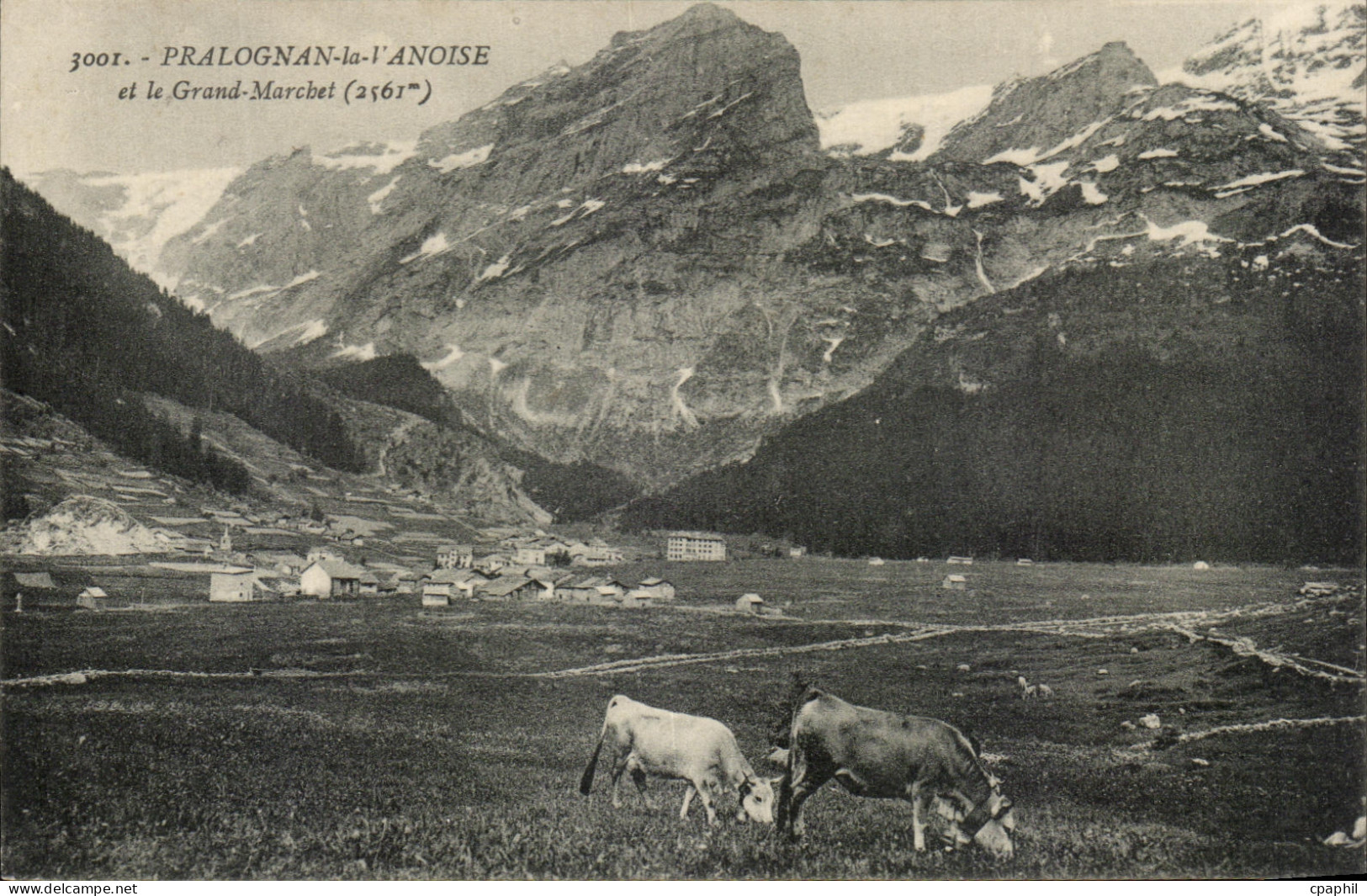 CPA Pralognan la Vanoise et le Grand Marchet Vaches