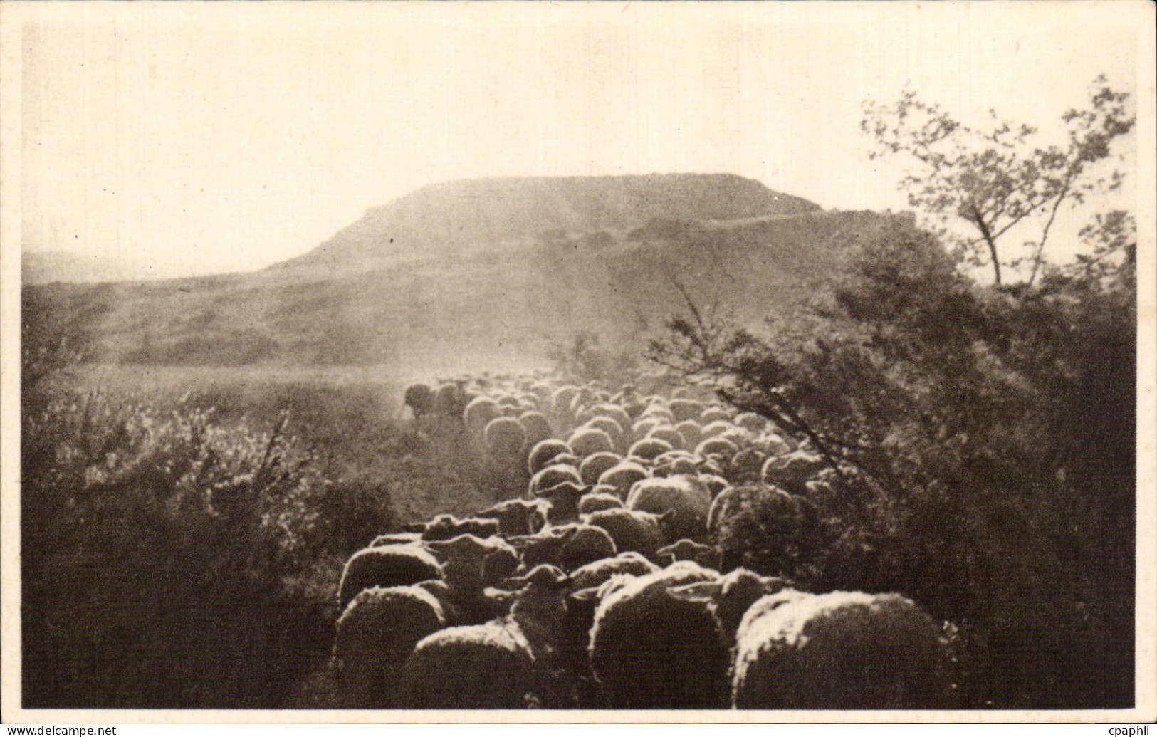 CPA Roquefort La rentree au bercail (moutons)