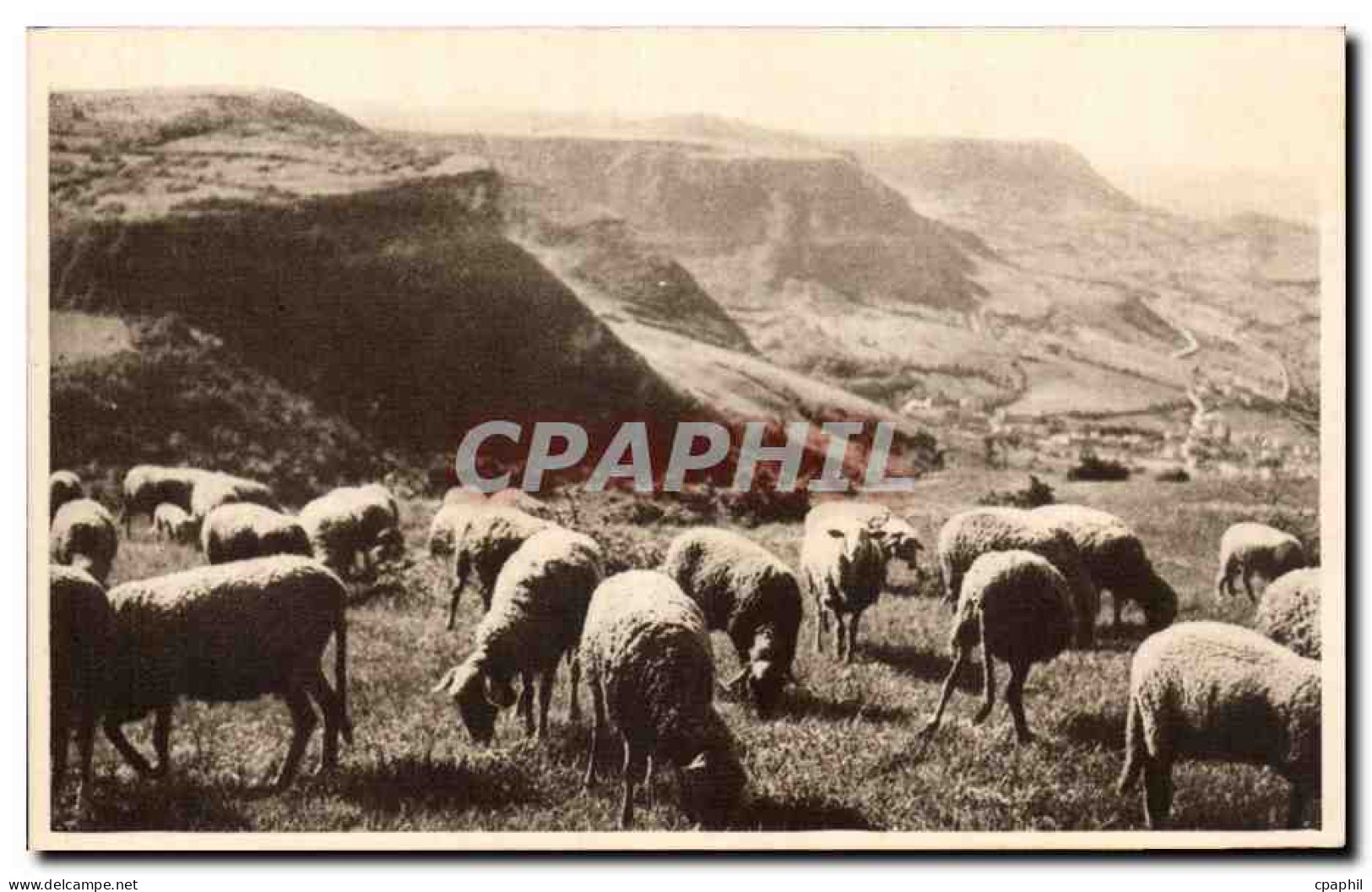 CPA Roquefort Paturages sur les Causses (moutons)