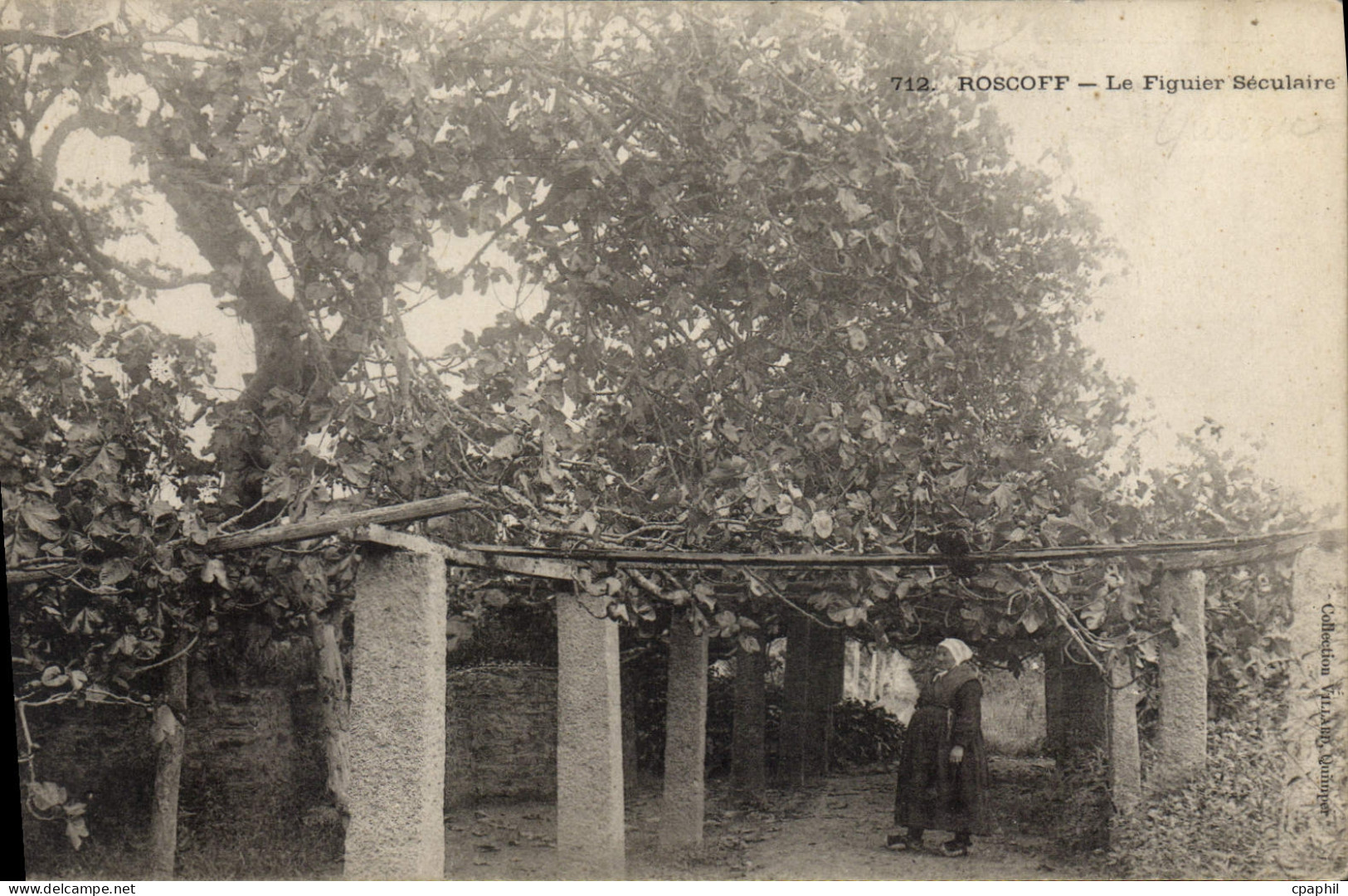 CPA Roscoff Le Figuier Seculaire