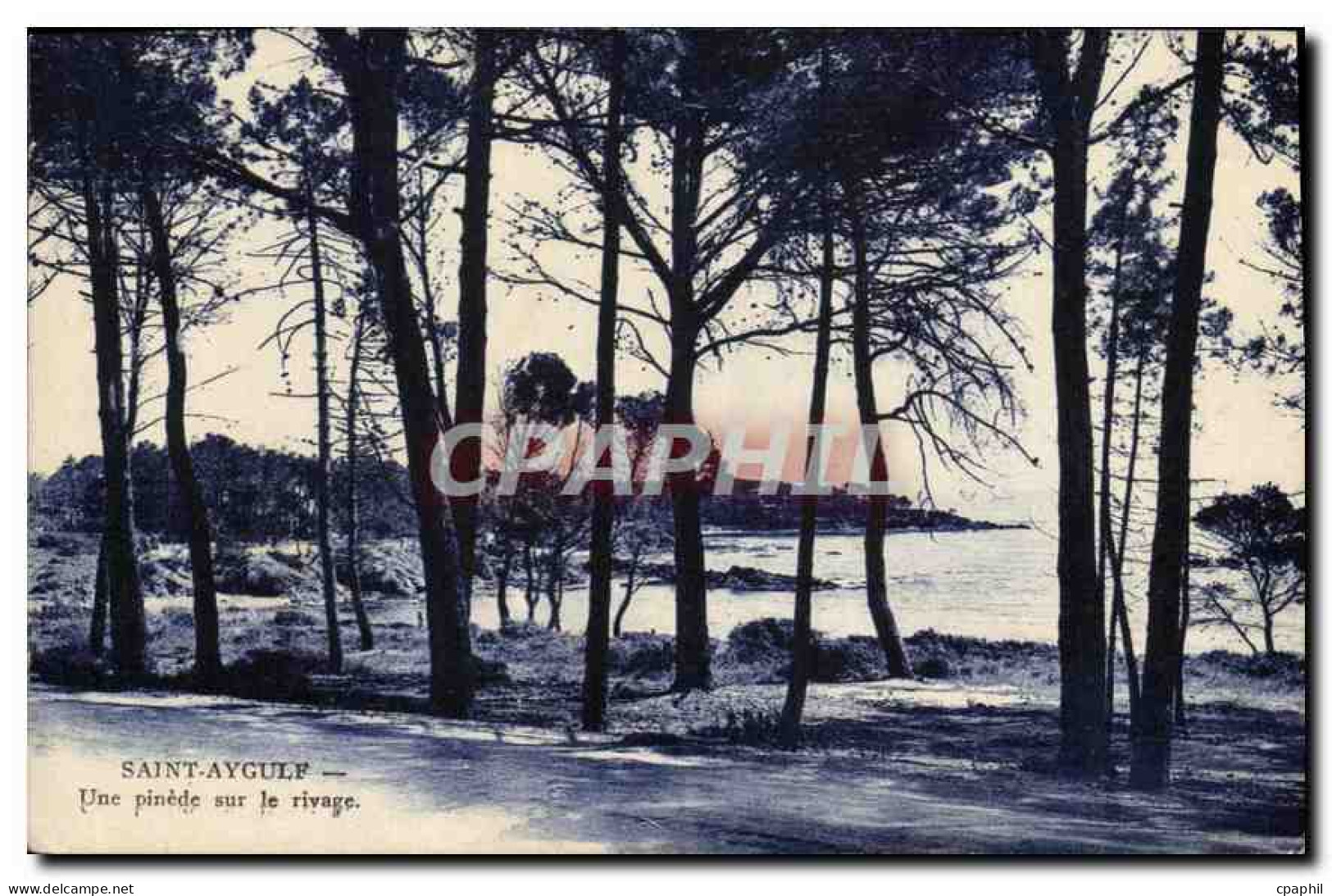 CPA Saint Aygulf Une pinede sur le rivage