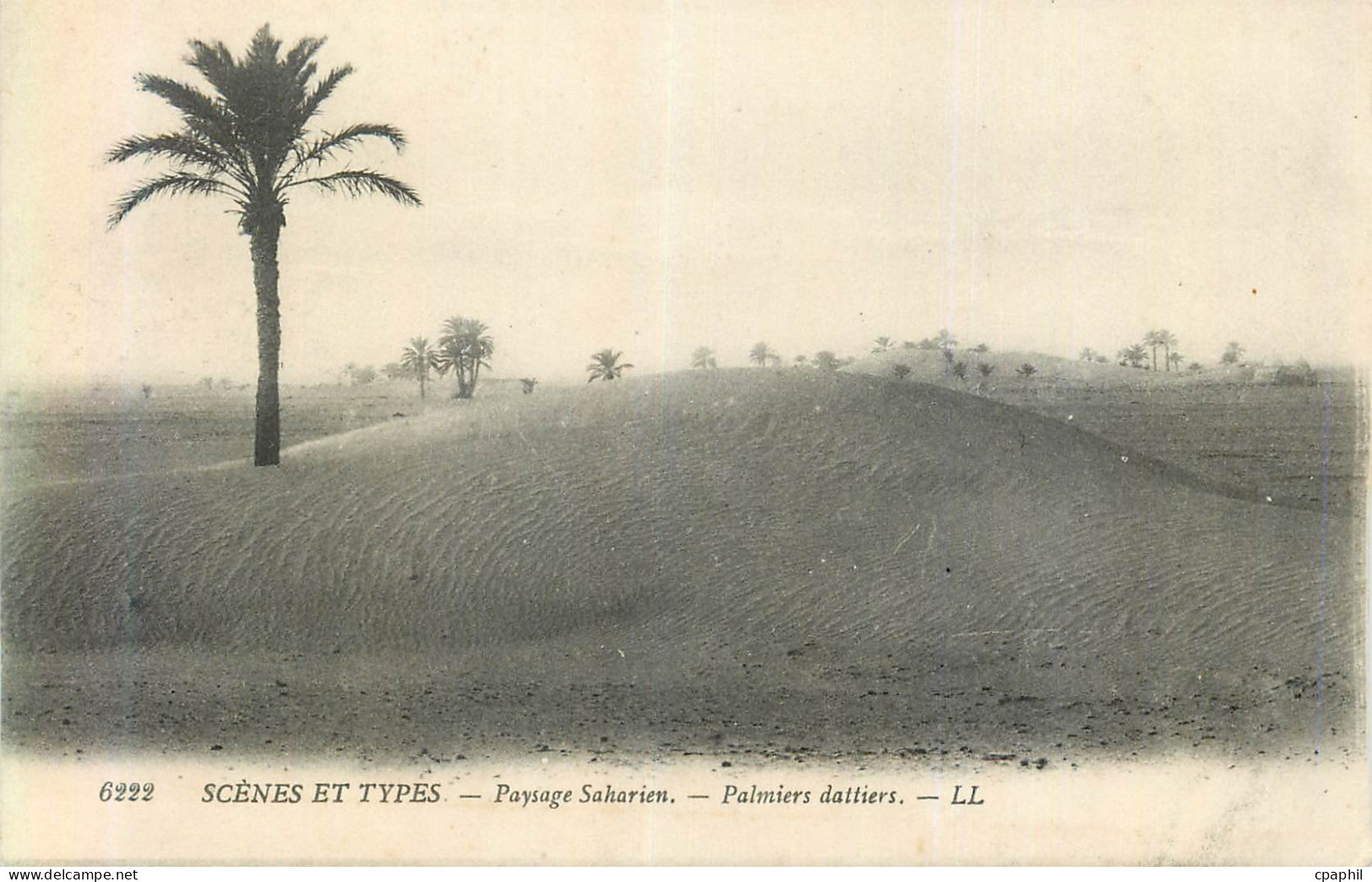 CPA Scenes et Types Paysage Saharien Palmiers Dalliers