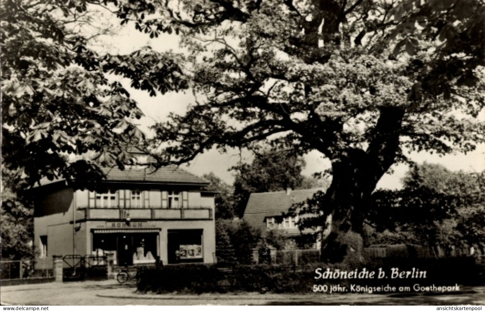 CPA Schöneiche bei Berlin, 500jährige Königseiche, Goethepark