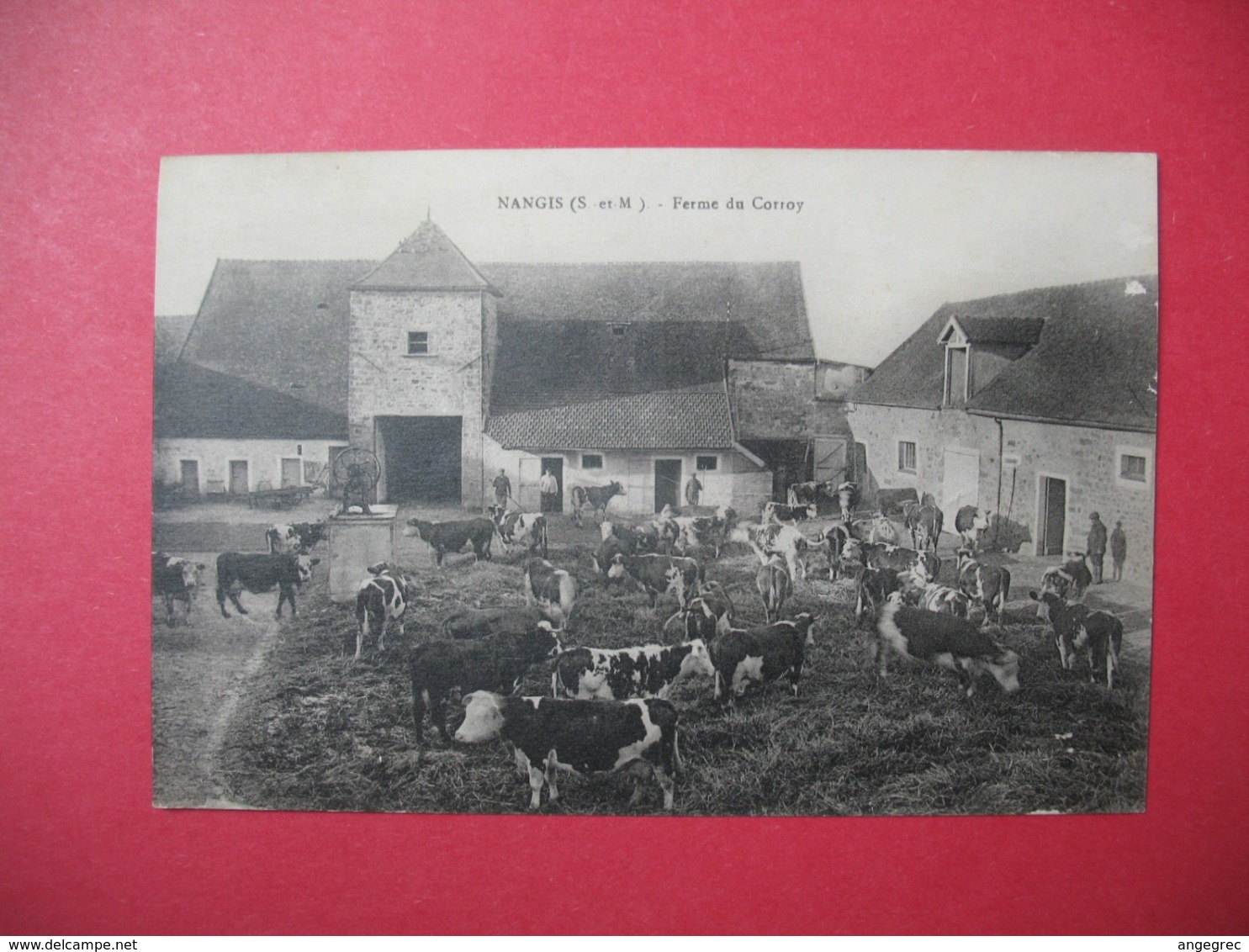 CPA     Seine et Marne  Nangis  - Ferme du Corroy - Troupeau de vaches