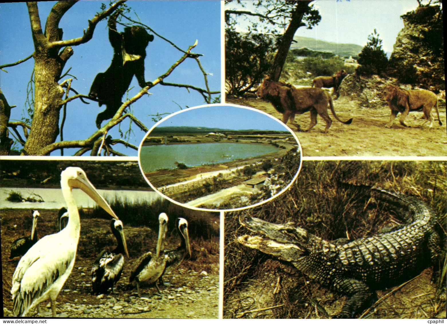 CPA Sigean Reserve Africaine de Sigean Aude