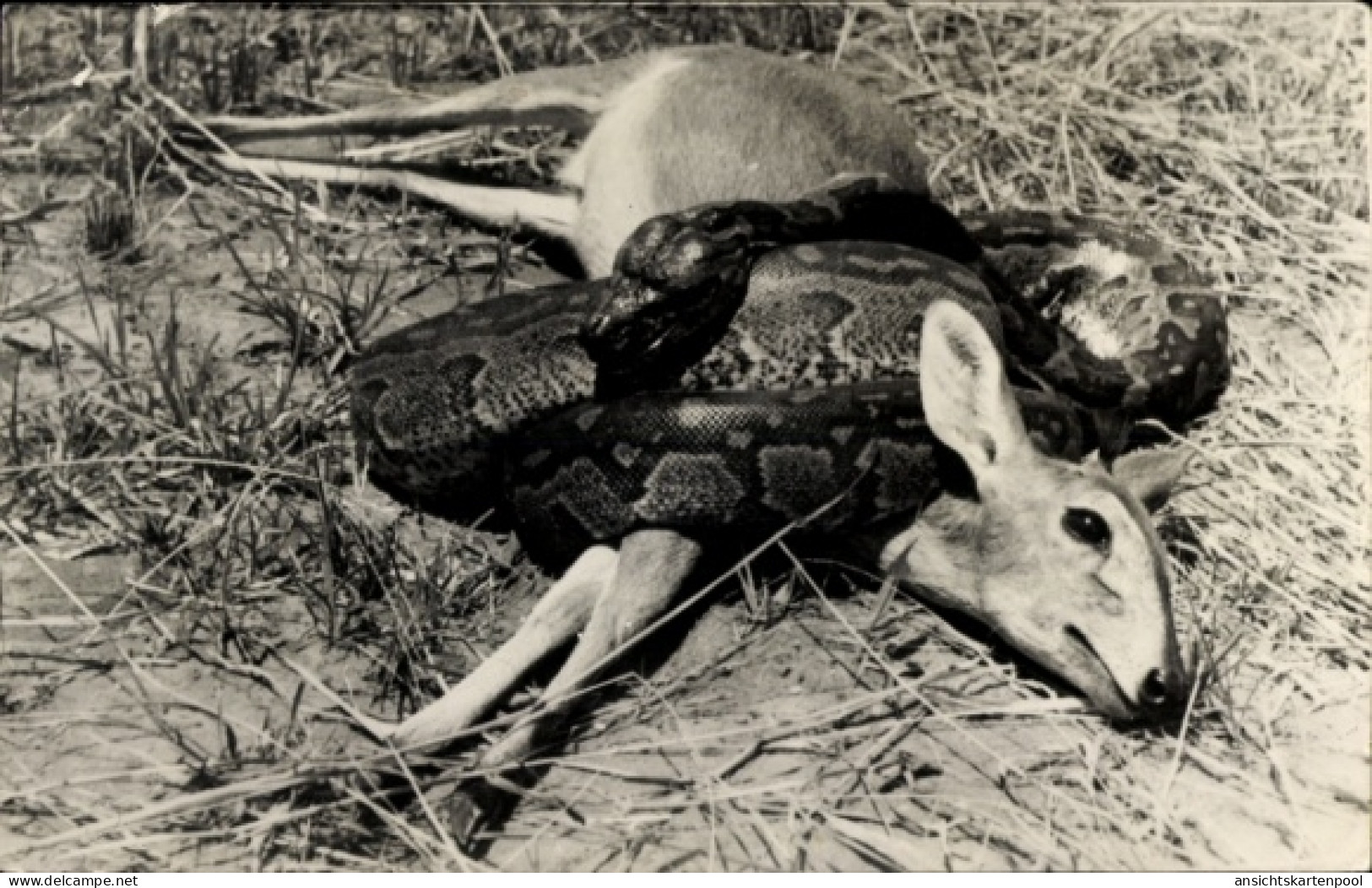 CPA Simbabwe, Python, Rehe