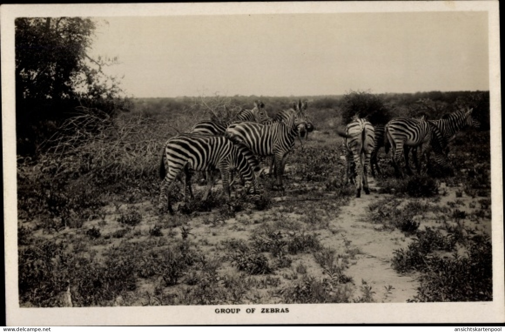 CPA Simbabwe, Zebras