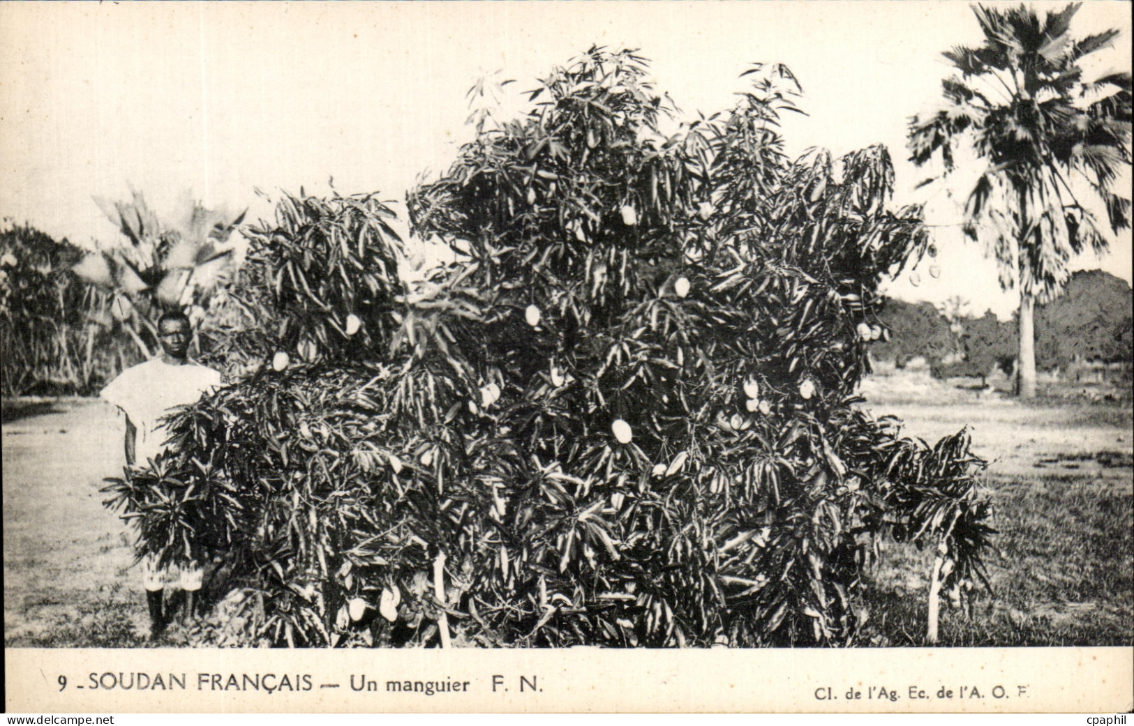 CPA Soudan Francais Un manguier