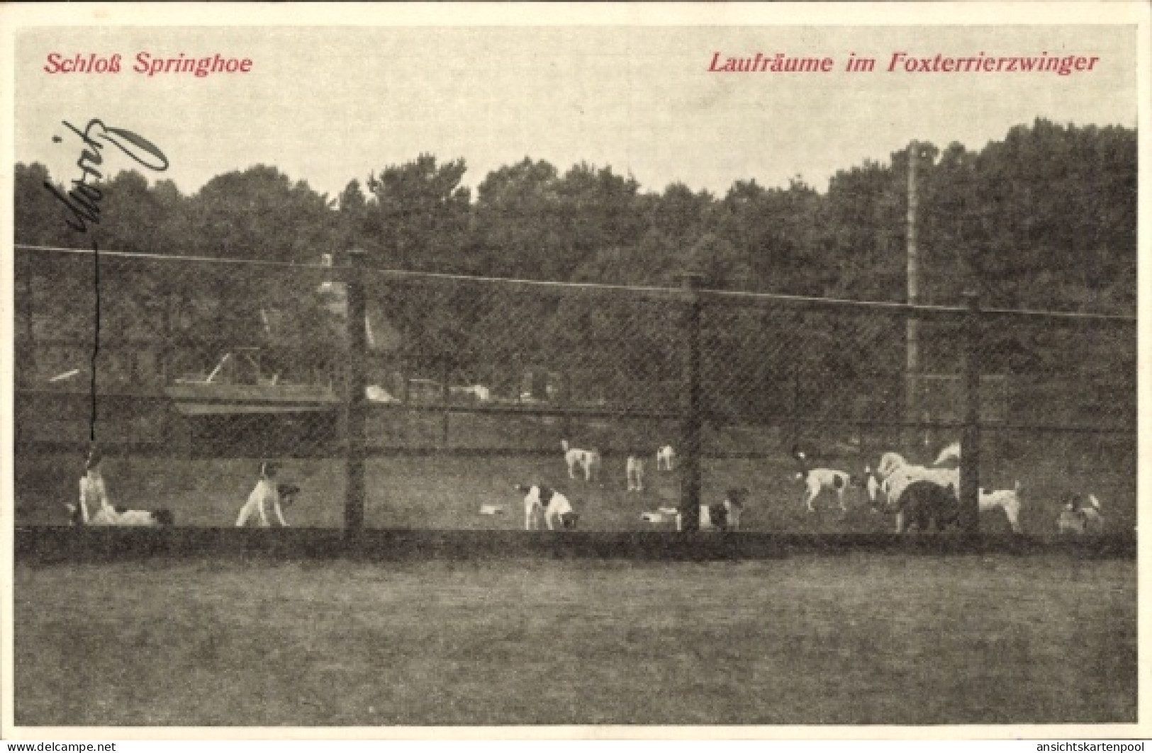 CPA Springhoe Hohenlockstedt in Holstein, Schloss Springhoe, Laufräume im Foxterrierzwinger