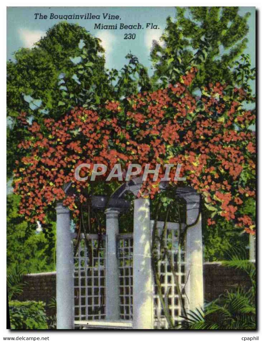 CPA The Bouqainvillea Vine Miami Beach Florida