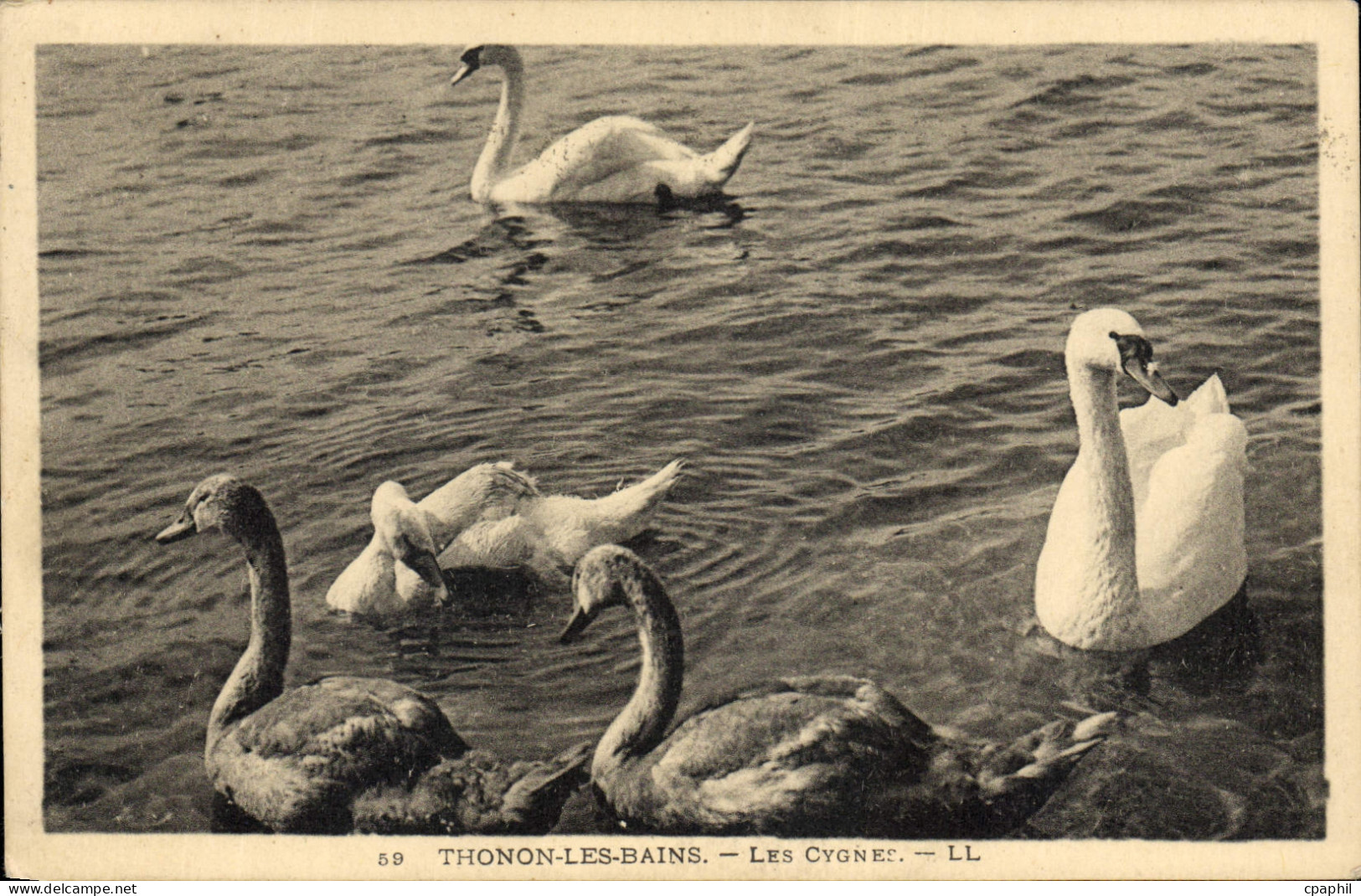 CPA Thonon les Bains les Cygnes