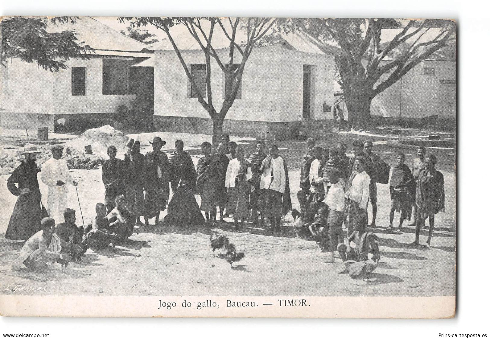 CPA Timor Jogo do Gallo Baucau cock fight
