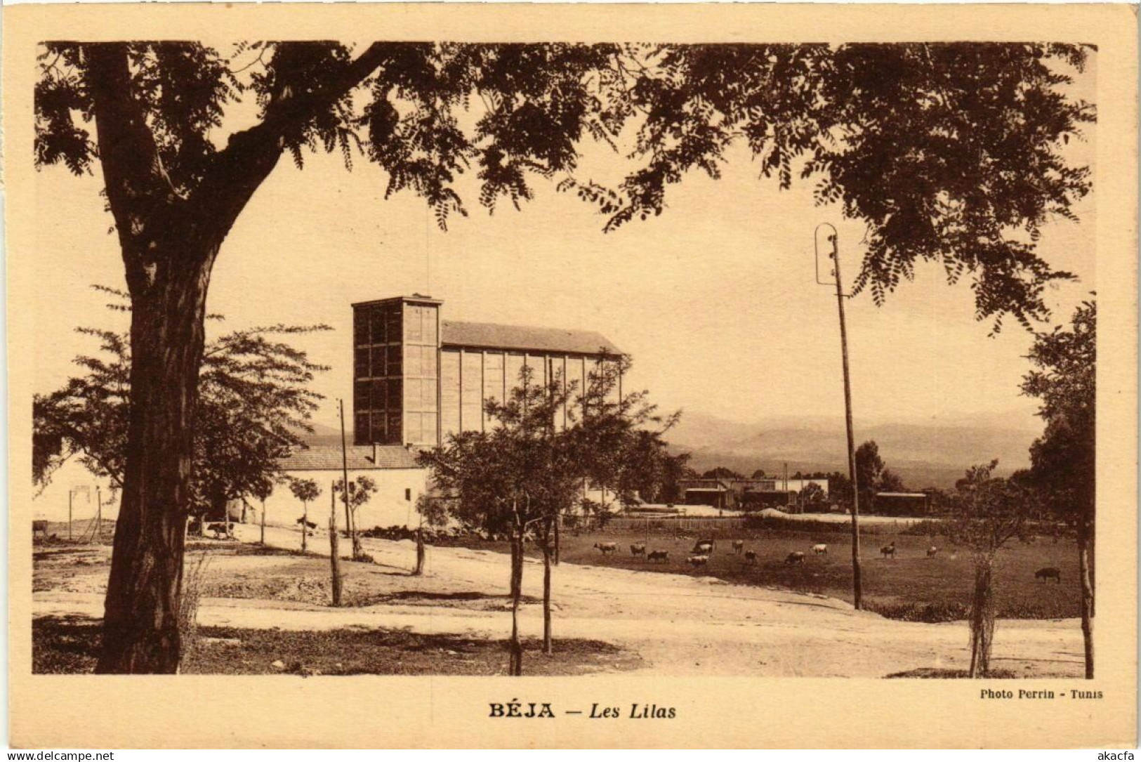 CPA TUNISIE BEJA-Les Lilas (239166)