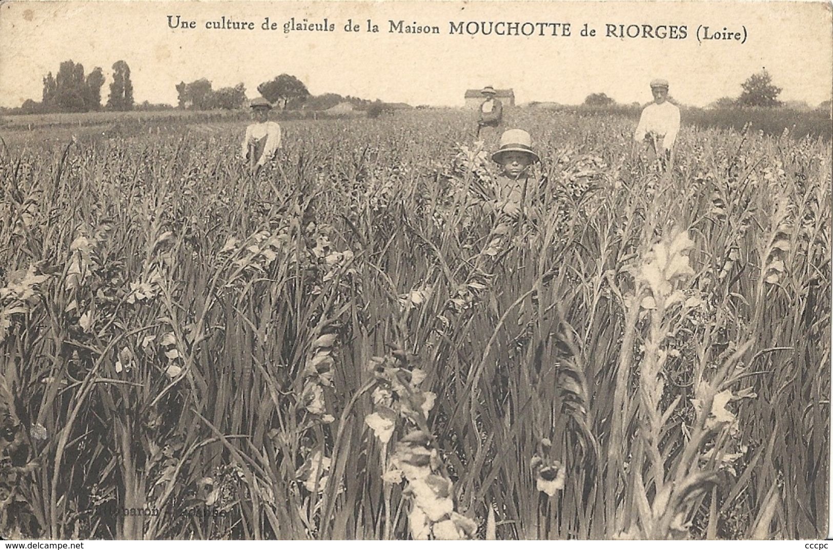CPA  Une Culture de Glaïeuls de la maison Mouchotte de Riorges