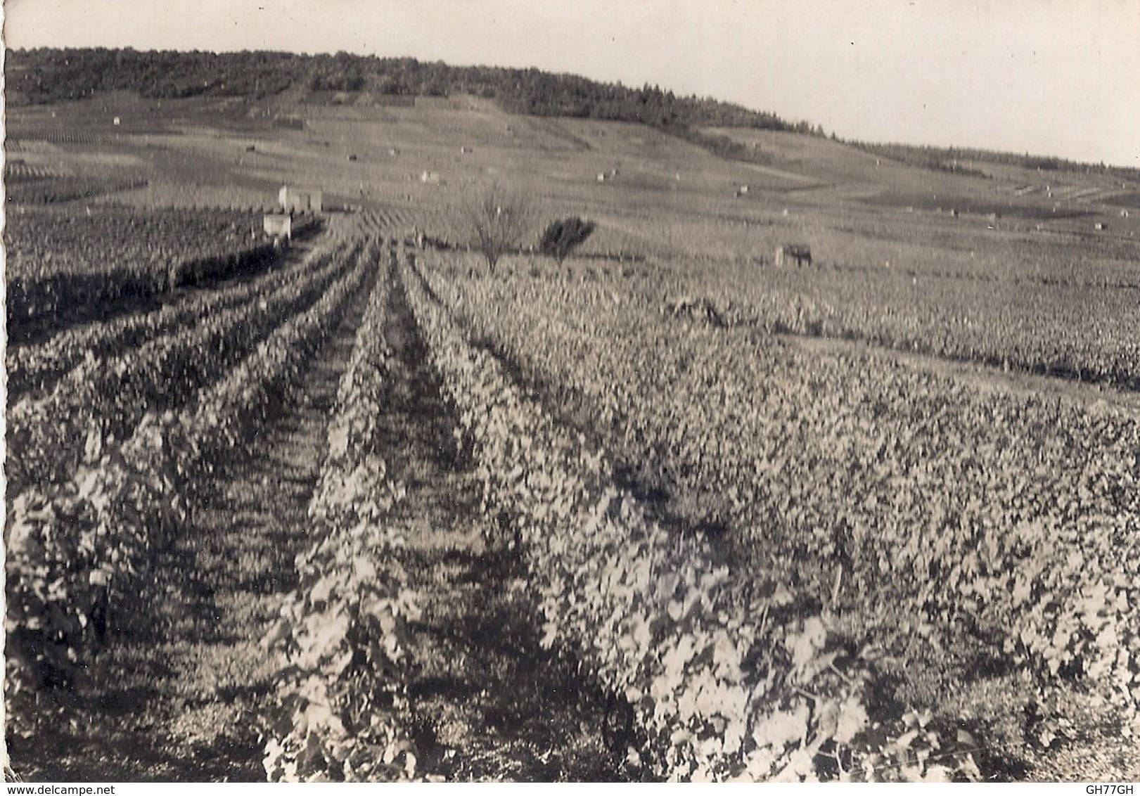 CPA VERTUS -vignoble