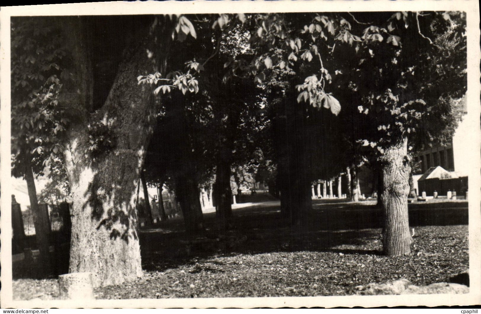CPA Vezelay Nievre Grandes Promenades