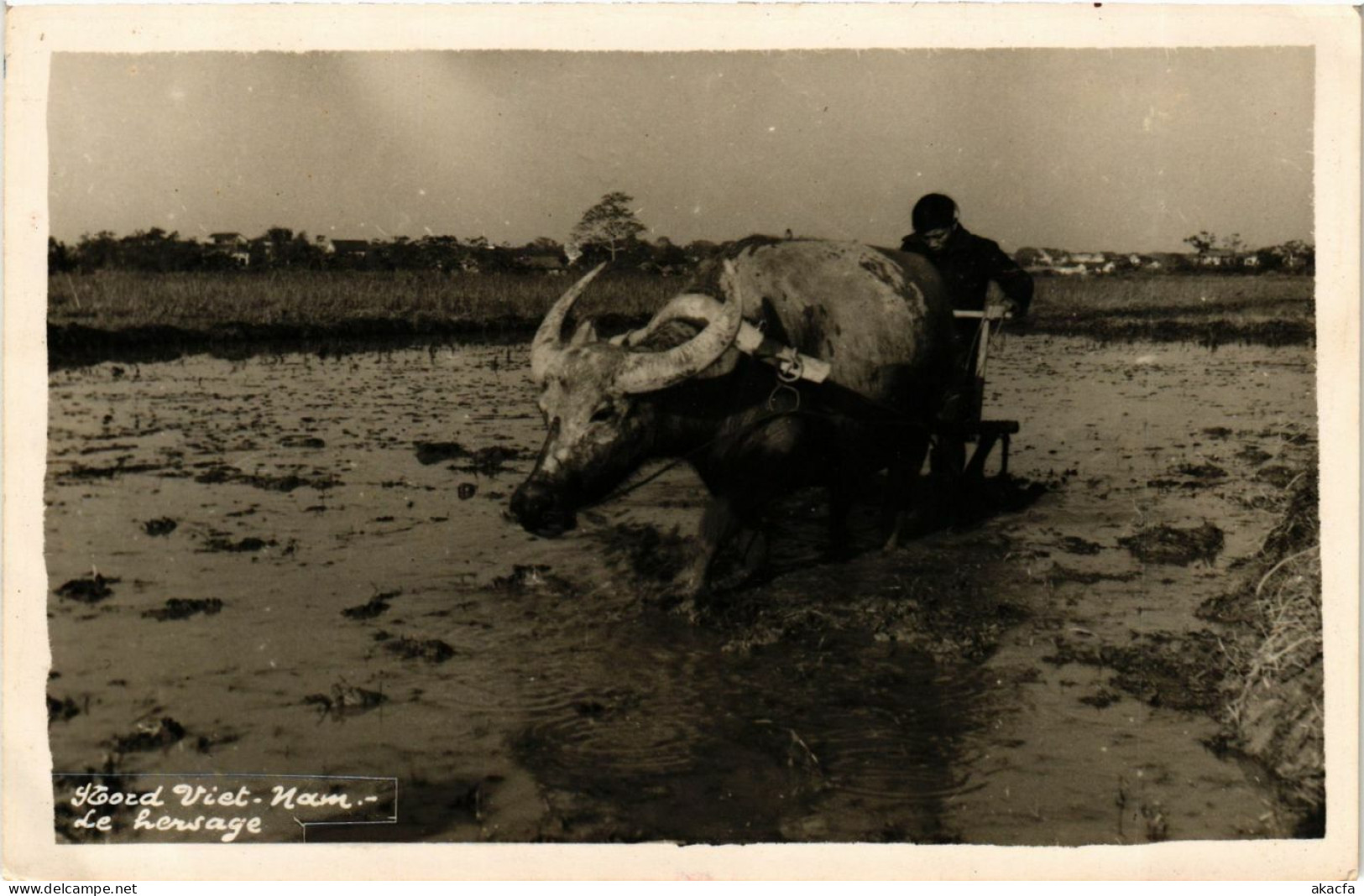 CPA VIETNAM INDOCHINA Vietnam Le hersage (957047)