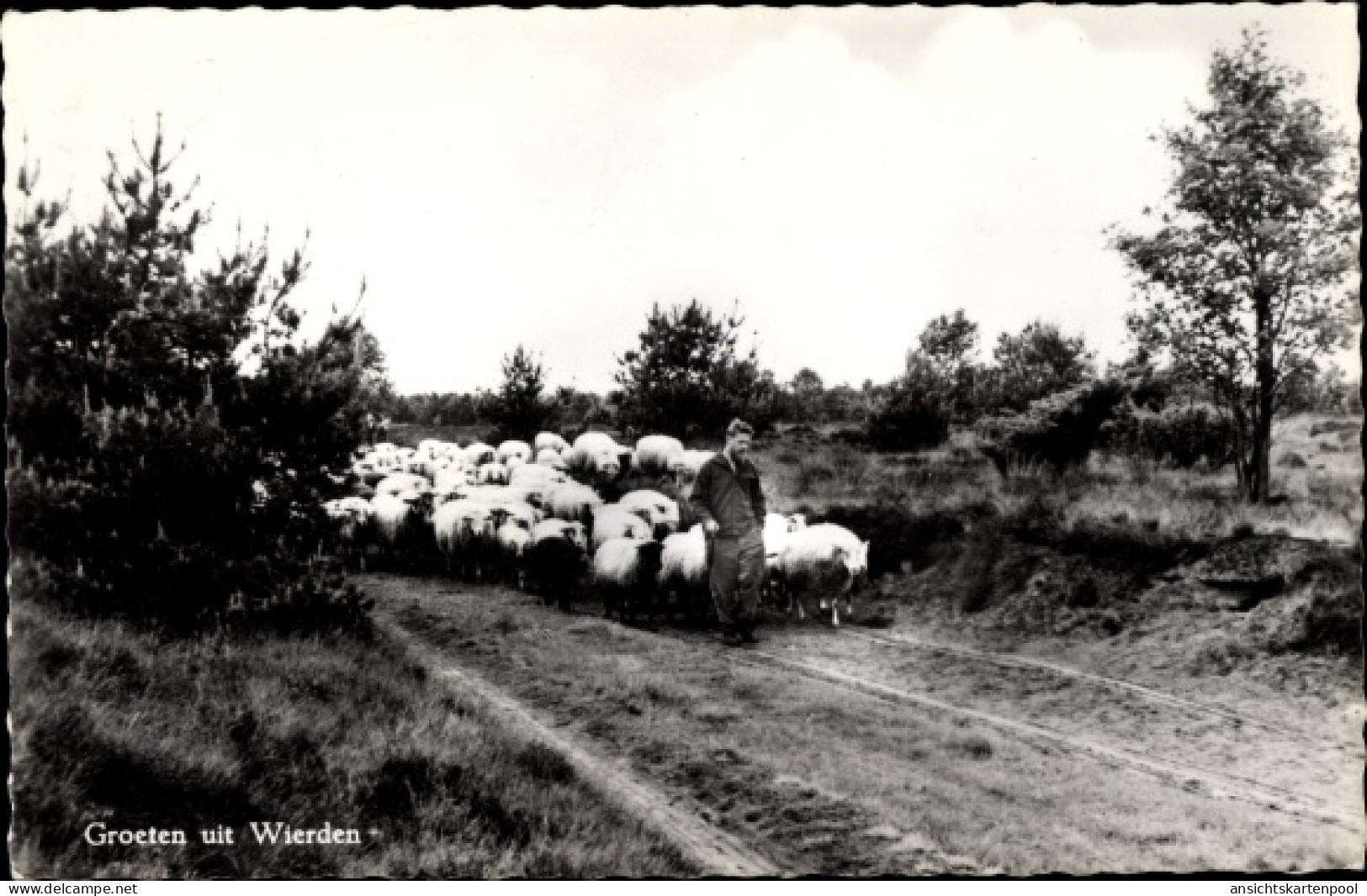 CPA Wierden Overijssel, Ortspartie, Hirt mit Schafen