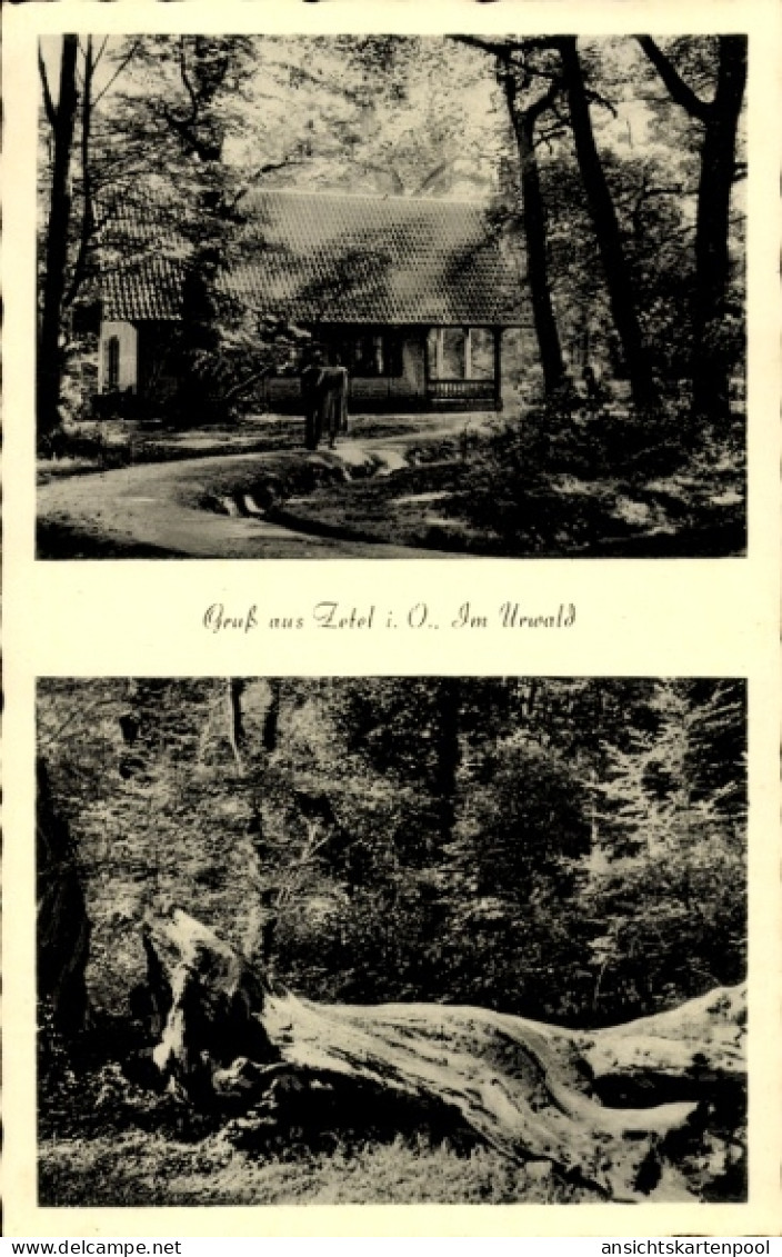 CPA Zetel in Oldenburg Friesland, Zetel i. O., Im Urwald