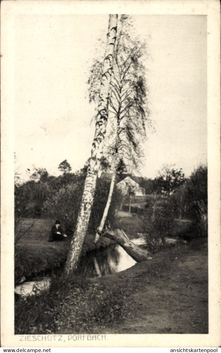 CPA Zieschütz Kubschütz in der Oberlausitz, Dorfbach, Birken