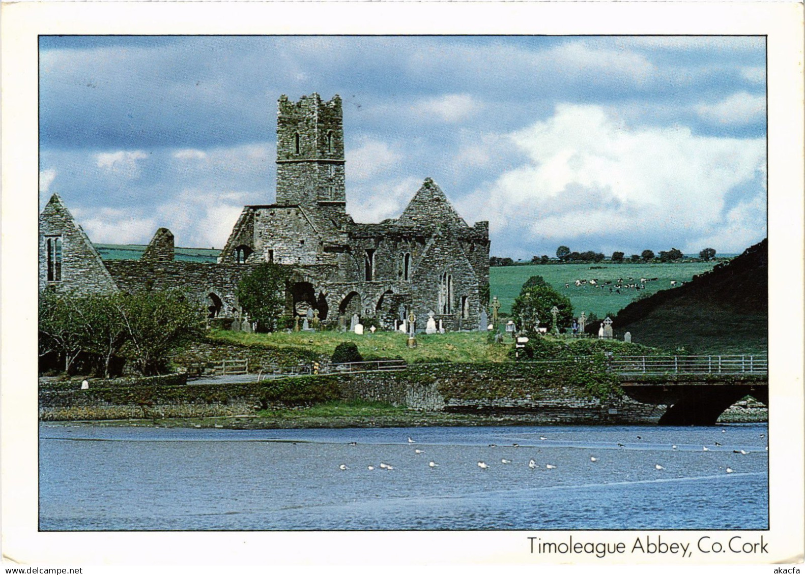 CPM AK Cork Timoleague Abbey IRELAND (1440674)