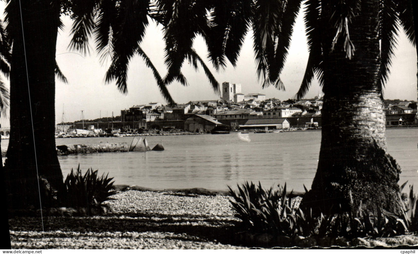 CPM Antibes Echappee la Vieille Ville a travers les palmiers