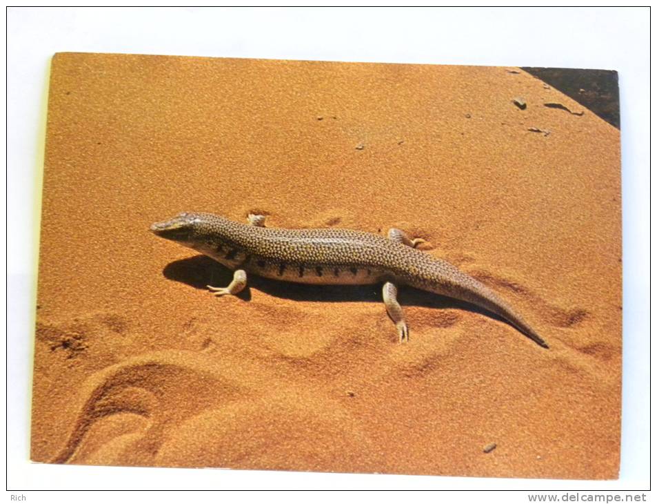 CPM Arabie Saoudite - Saudi Arabia - Sand fish or Skink (Scincus Philbyi)