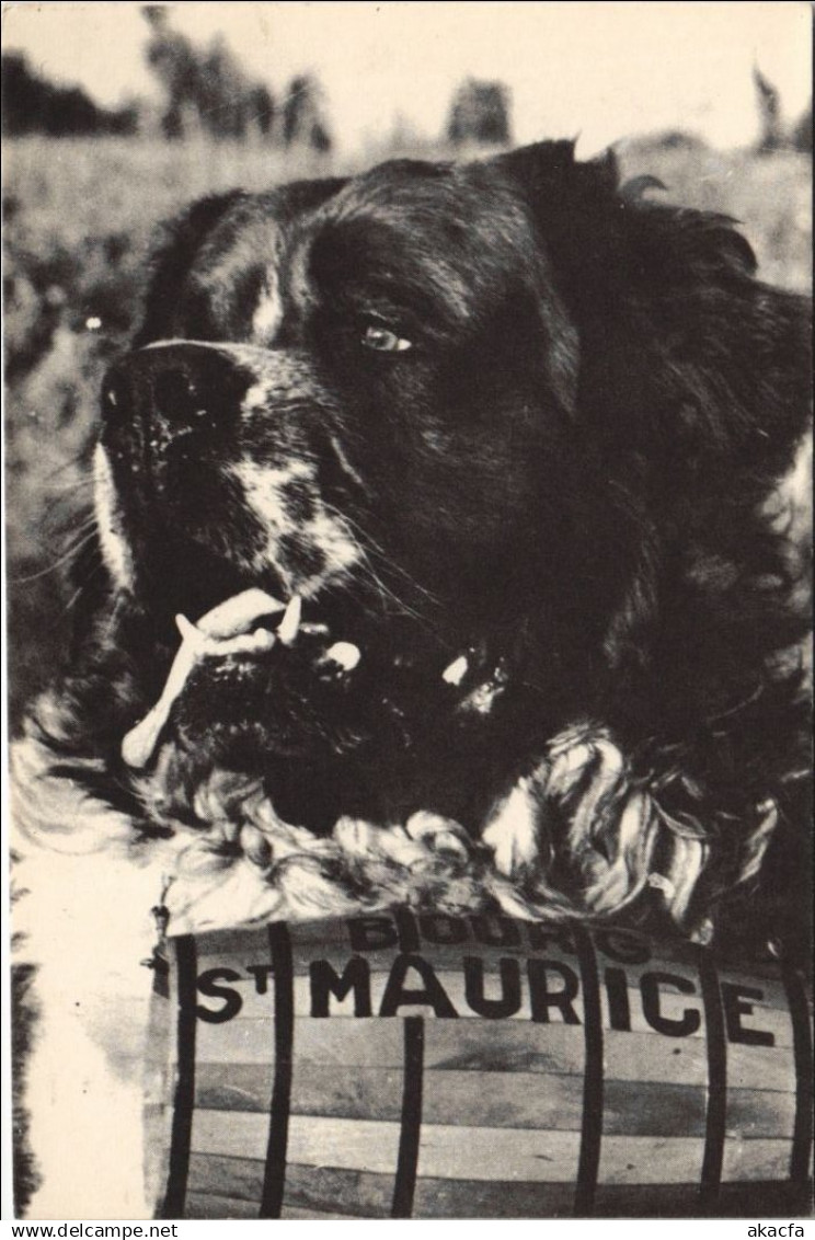 CPM BOURG-SAINT-MAURICE Saint Bernard Dog Harry (1194048)
