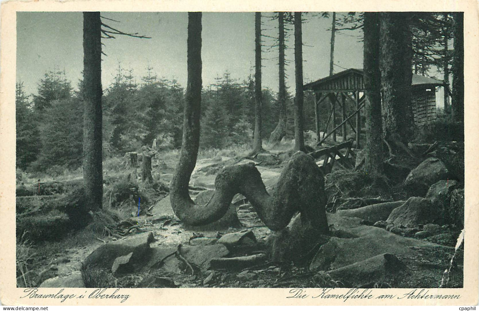 CPM Braunlage Oberharz