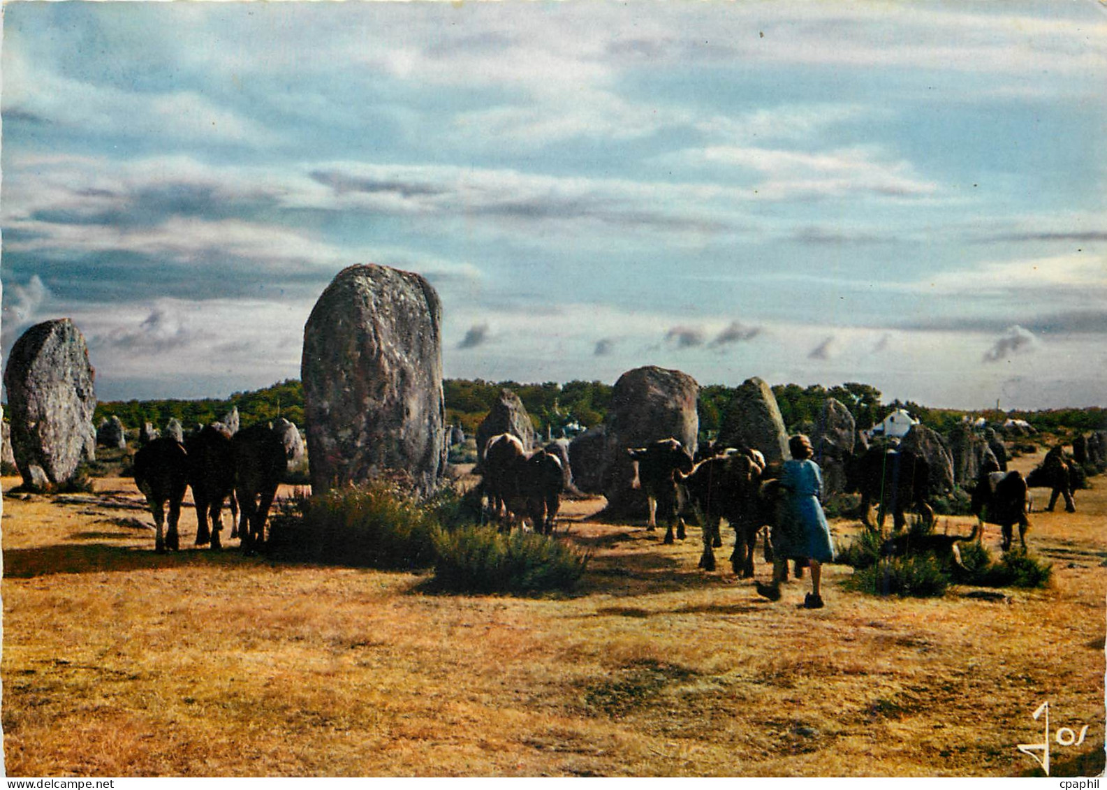 CPM Carnac Morbihan Vaches