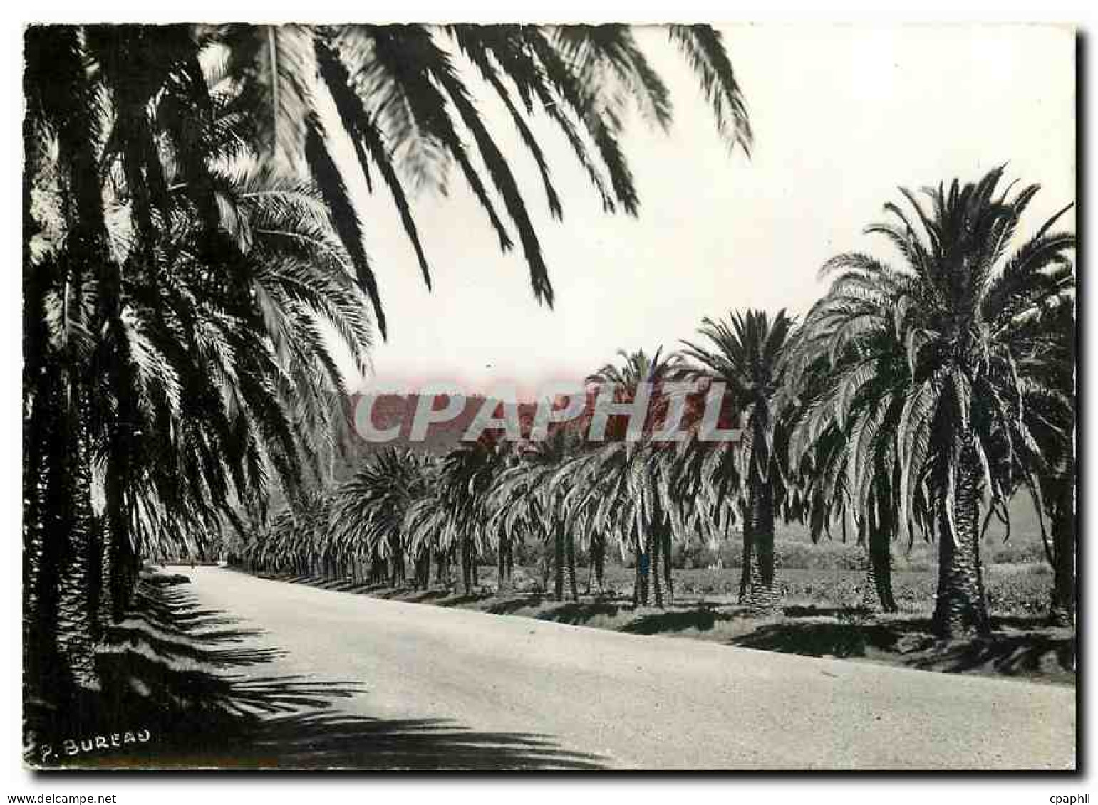 CPM Cavalaire sur Mer Var Croix Valmer L'allee de Pardigon