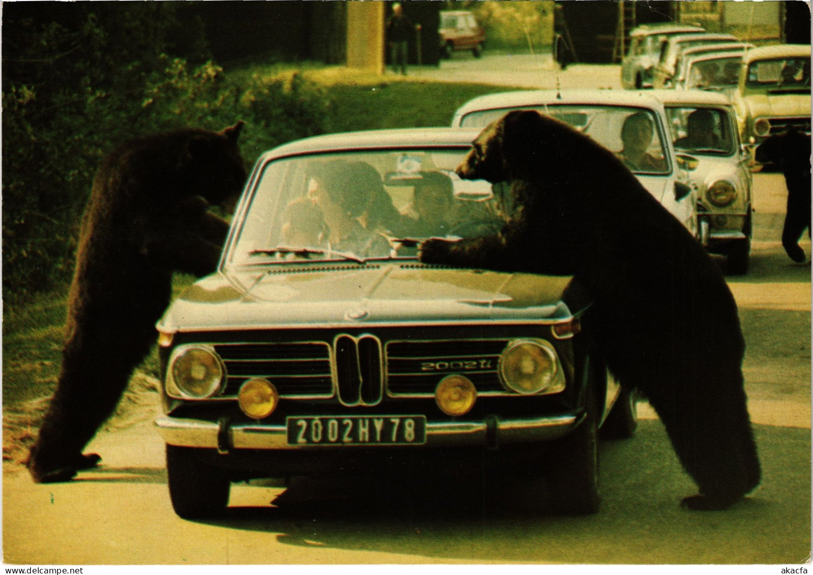 CPM Chateau de Thoiry Ours en liberte FRANCE (1452593)