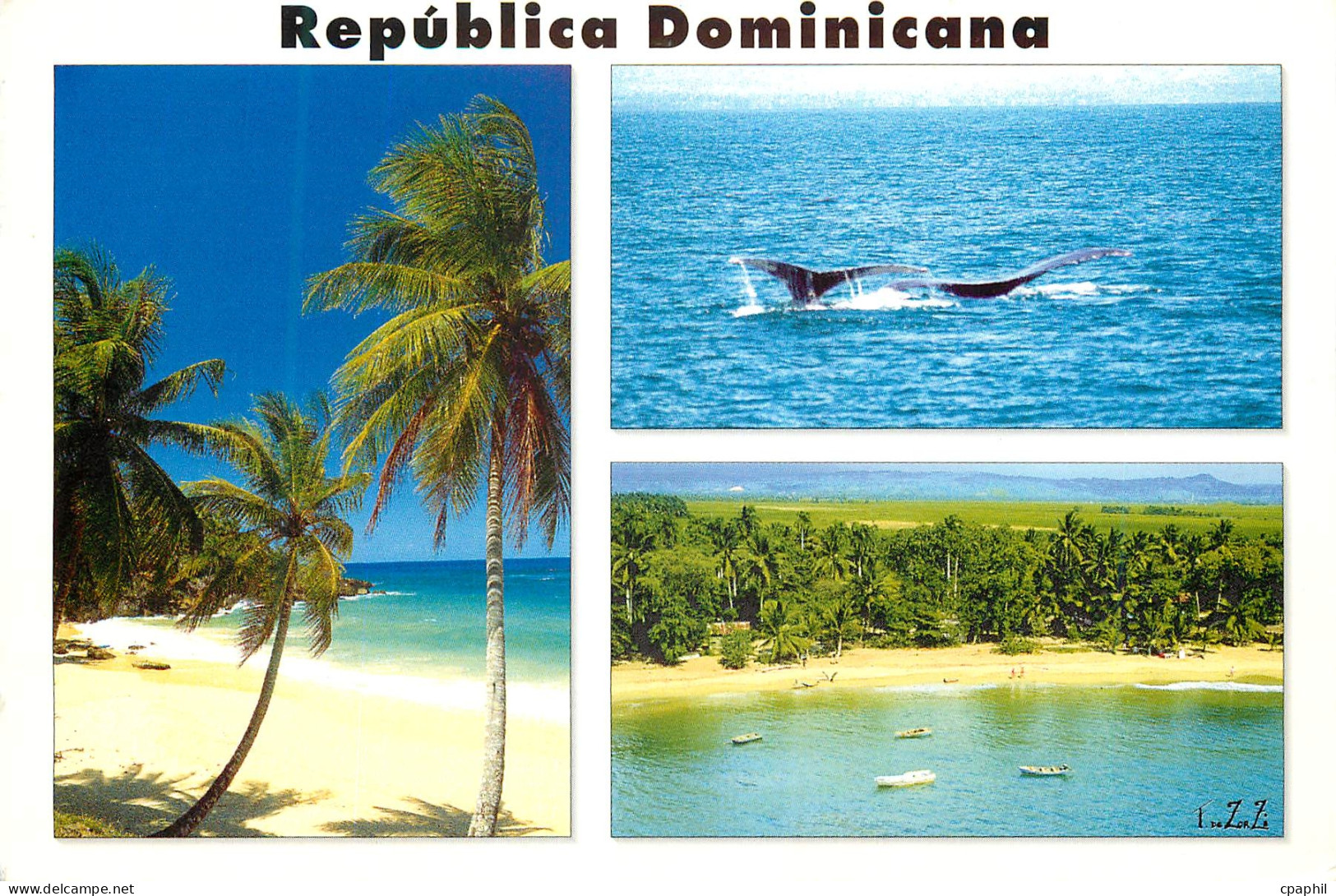 CPM Costa Norte Republica Dominicana Baleine