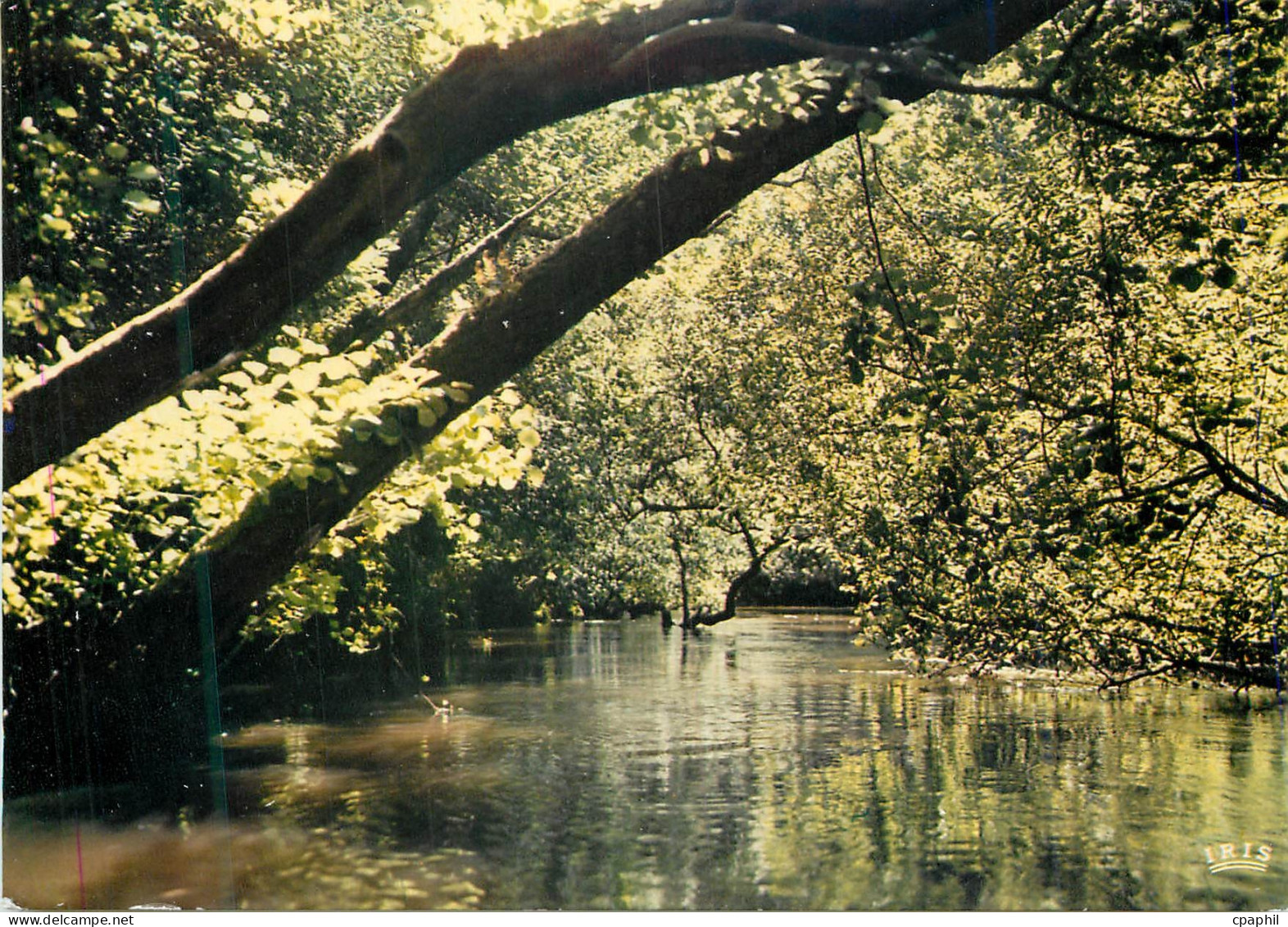 CPM Cote Aquitaine Leon L Amazonie landaise Le courant d Huchet