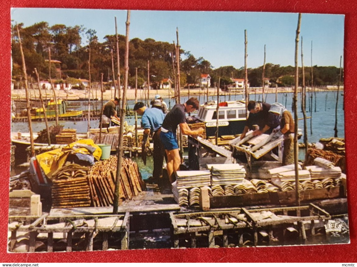 CPM -  Côte Aquitaine - Scene Ostreicole - Le Détroquage des Huîtres