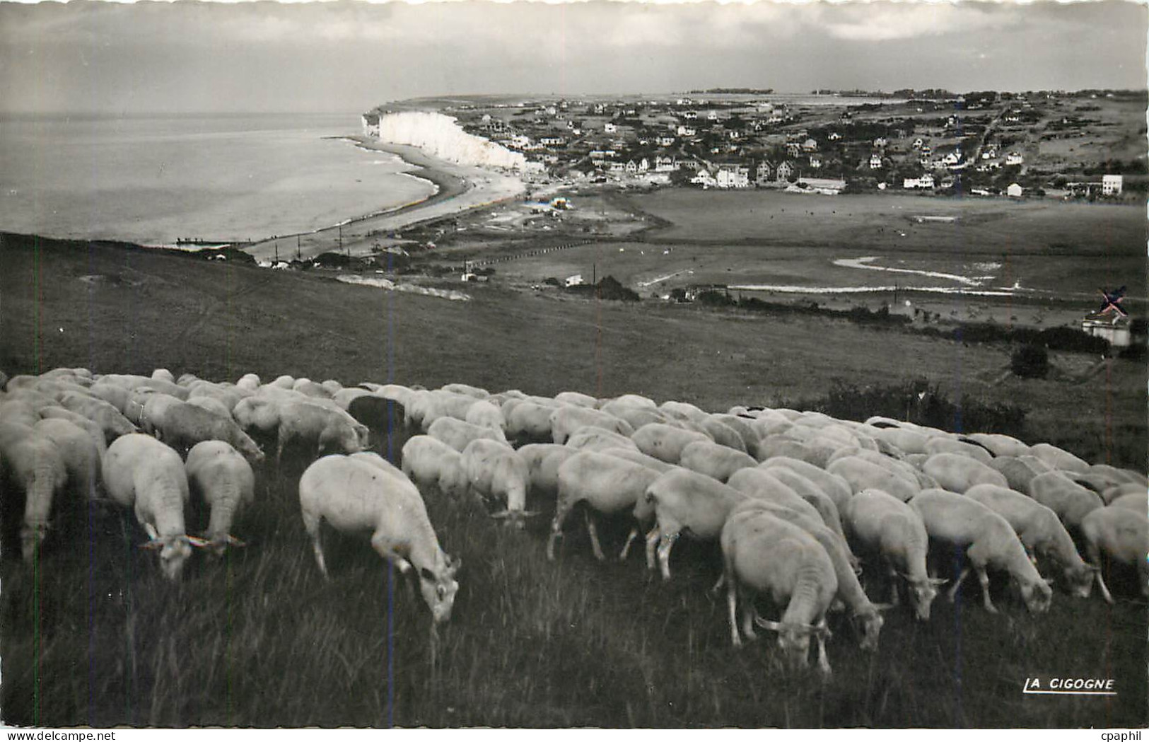 CPM Criel sur Mer (Seine Mmes) Panorama pris des falaises d'aval Moutons