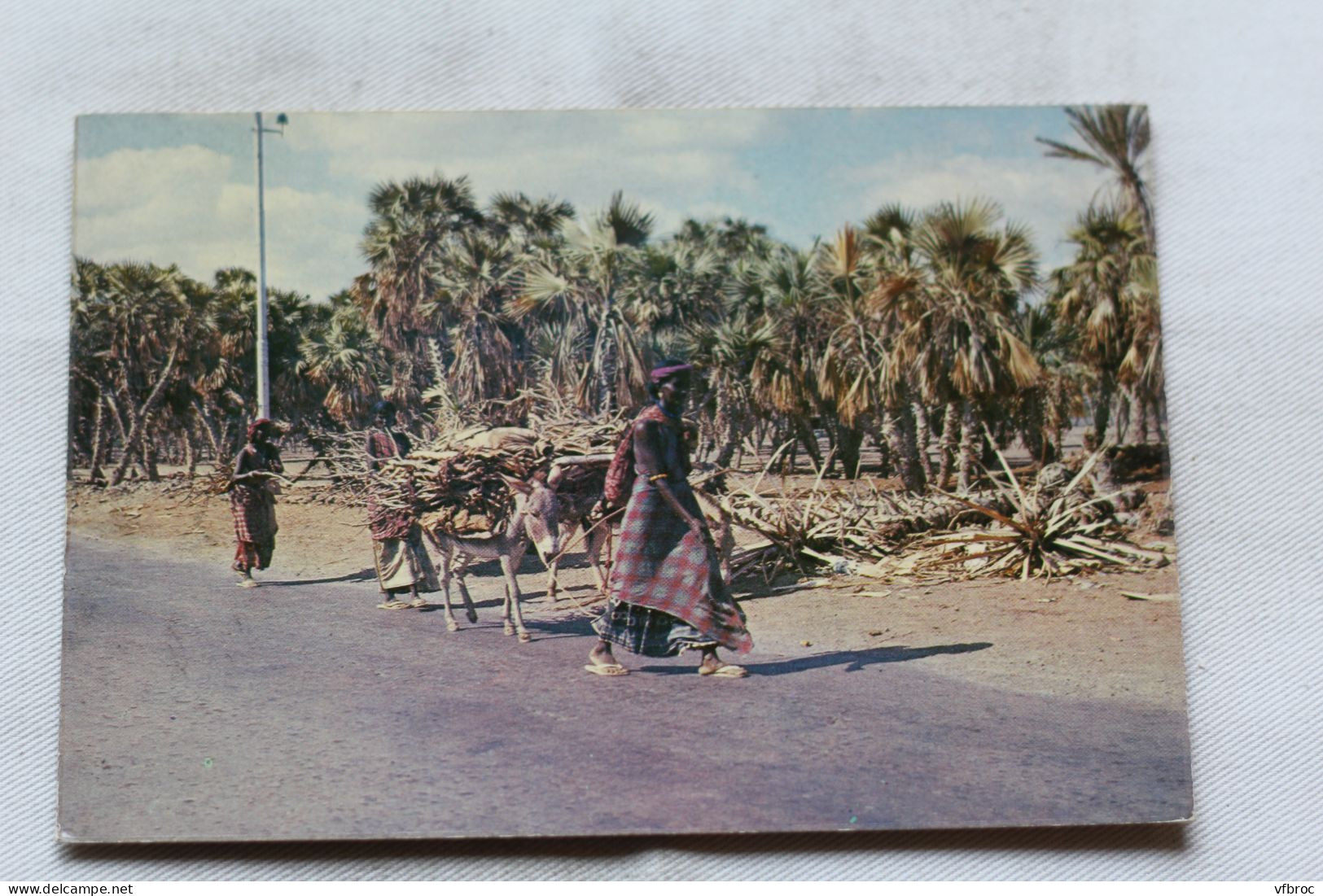 Cpm, Djibouti, palmeraie d'Ambouli