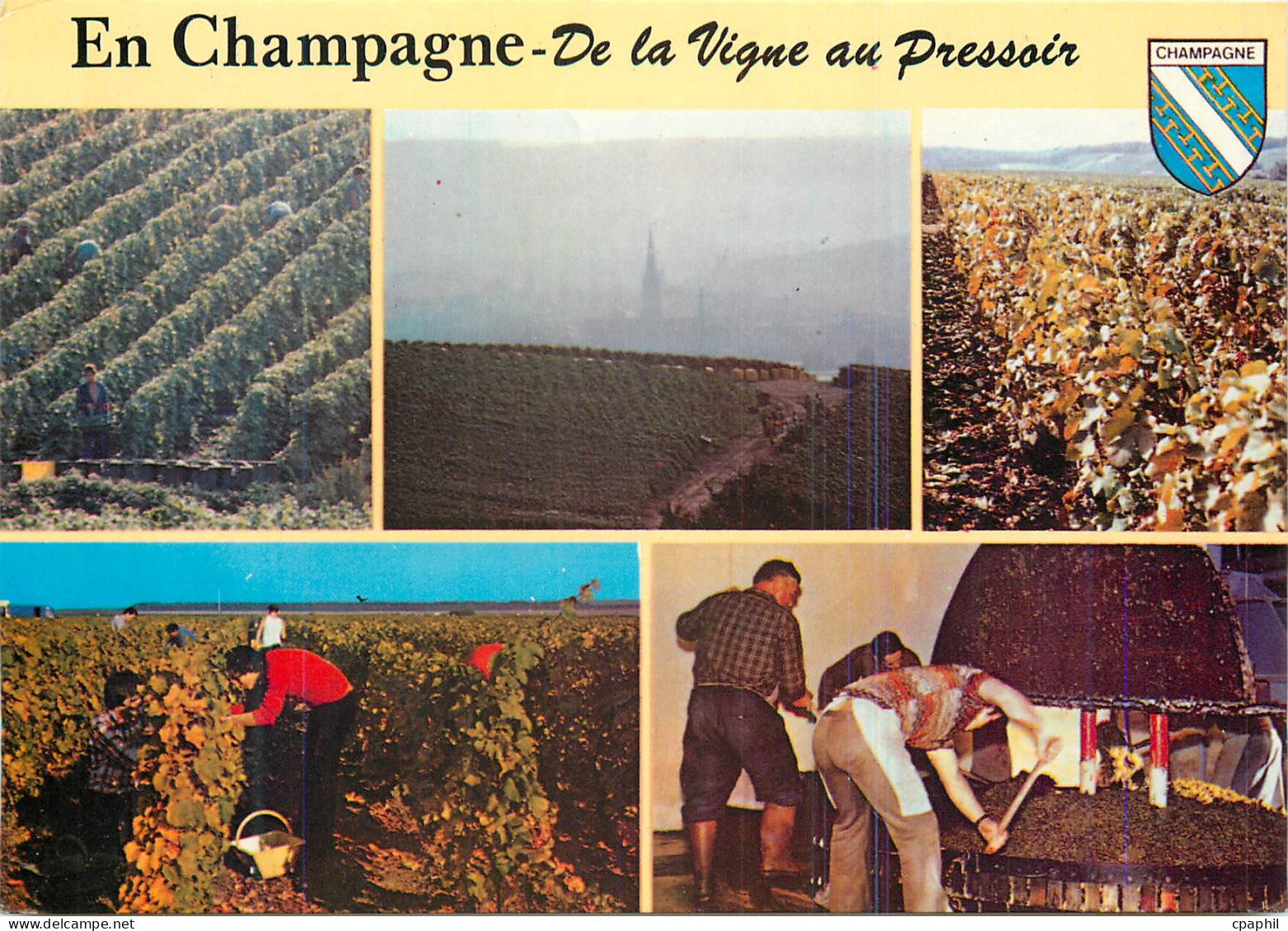 CPM En champagne de la vigne au pressoir