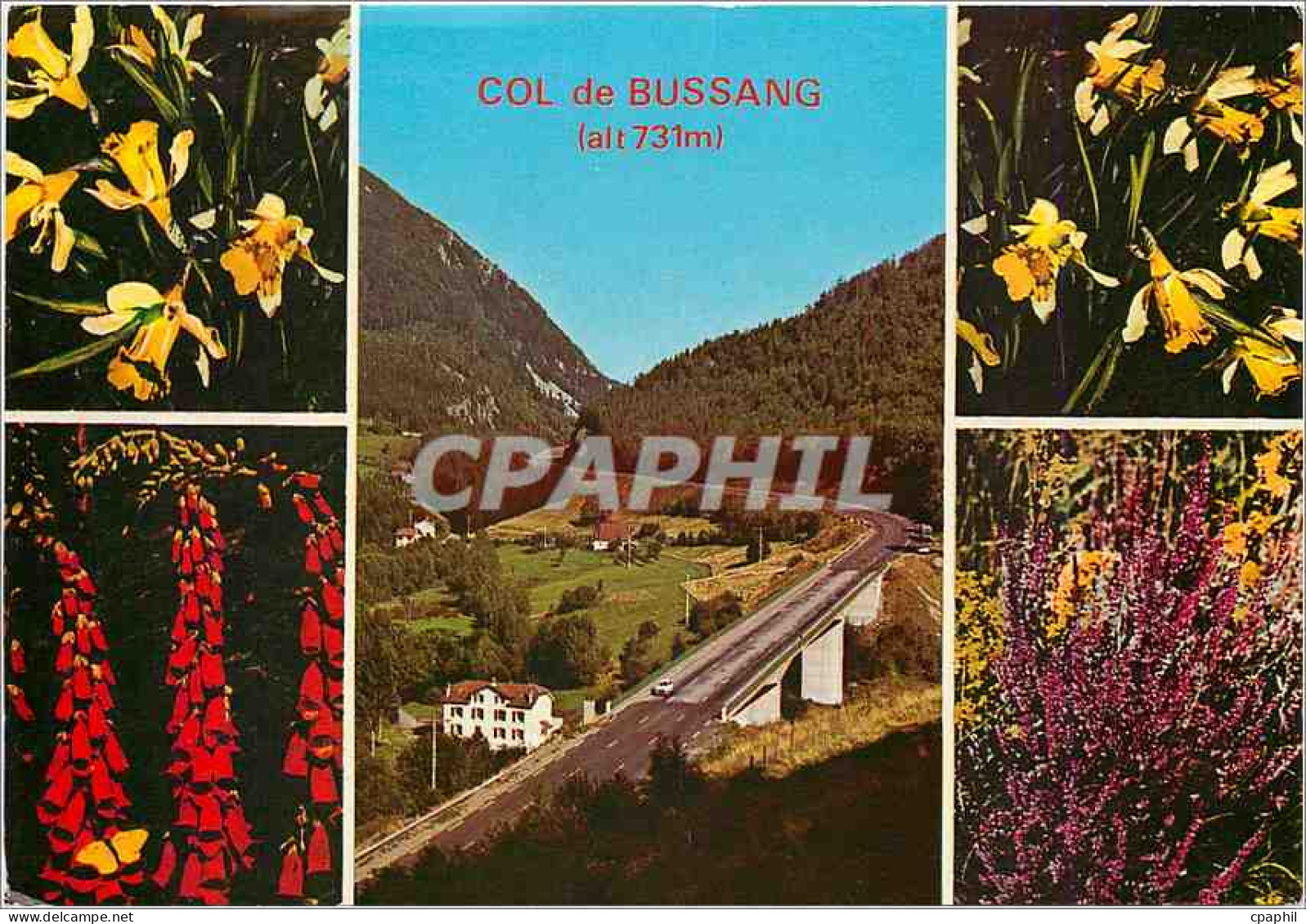 CPM Entre les Vosges et l'Alsace Col de Bussang et Fleurs vosgiennes