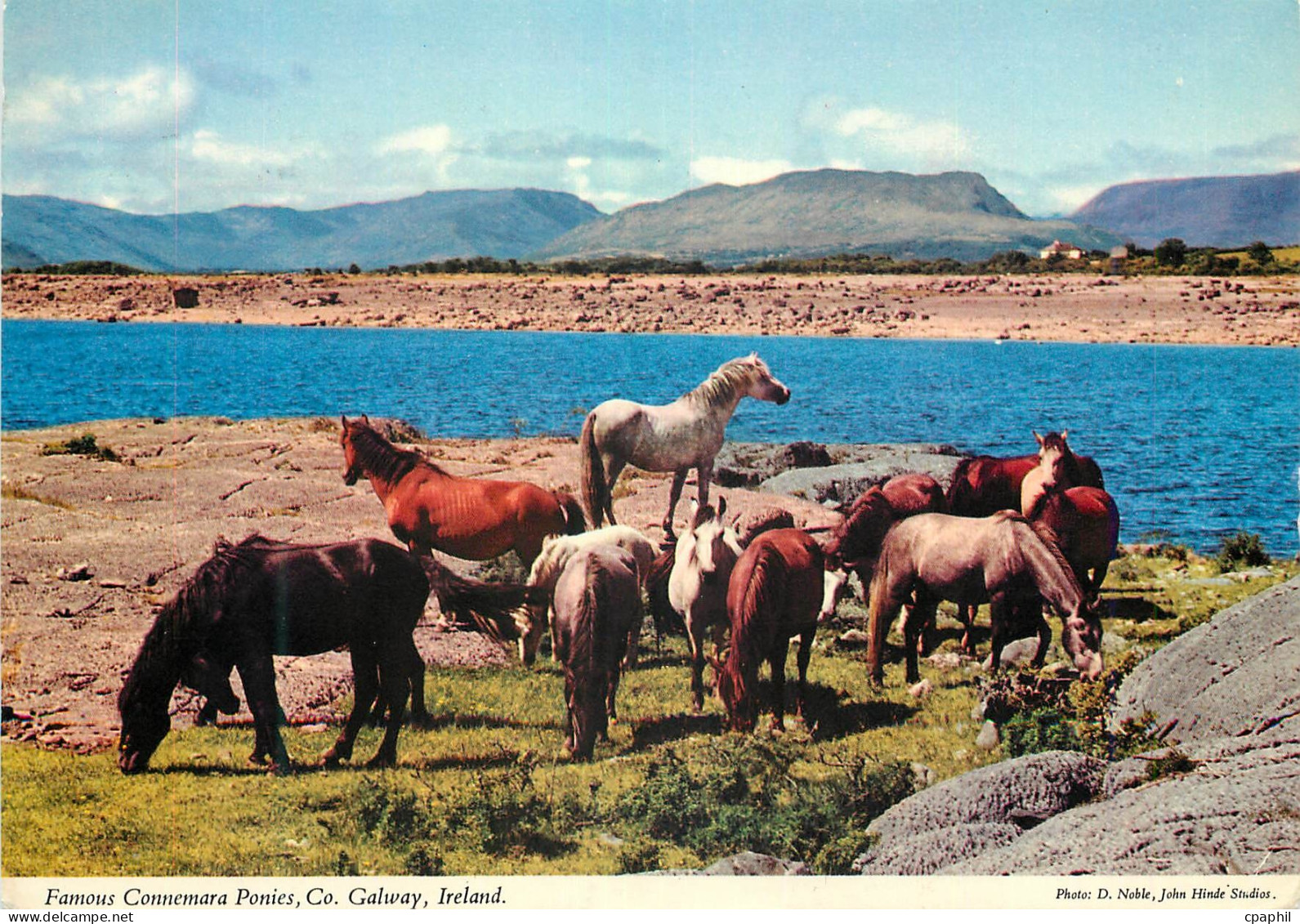 CPM Famous Connemara ponies Co Galway Ireland
