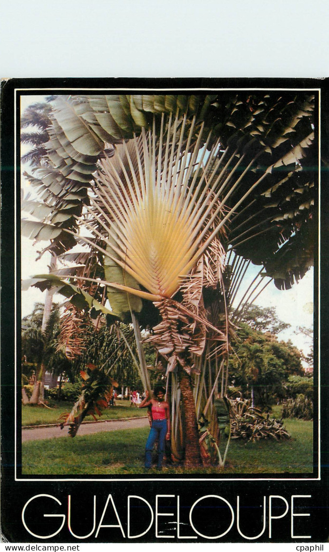 CPM Guadeloupe Il etait une fois la Guadeloupe Arbre du voyageur