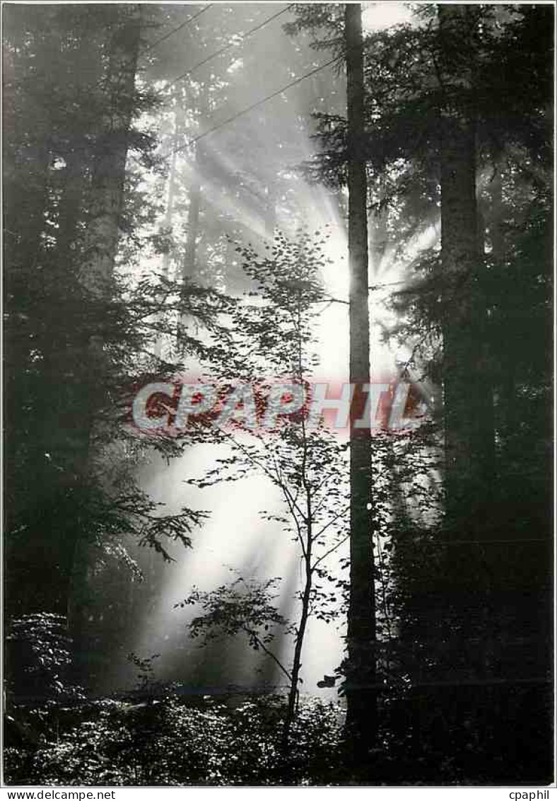CPM Images de Franche Comte Sous bois