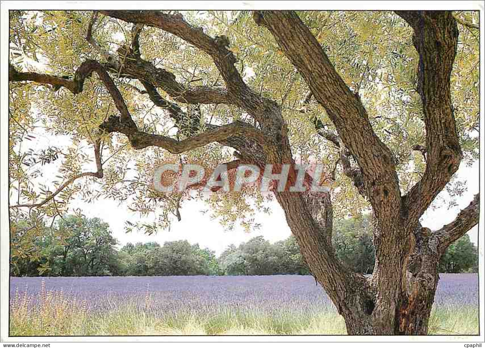 CPM Images de Provence