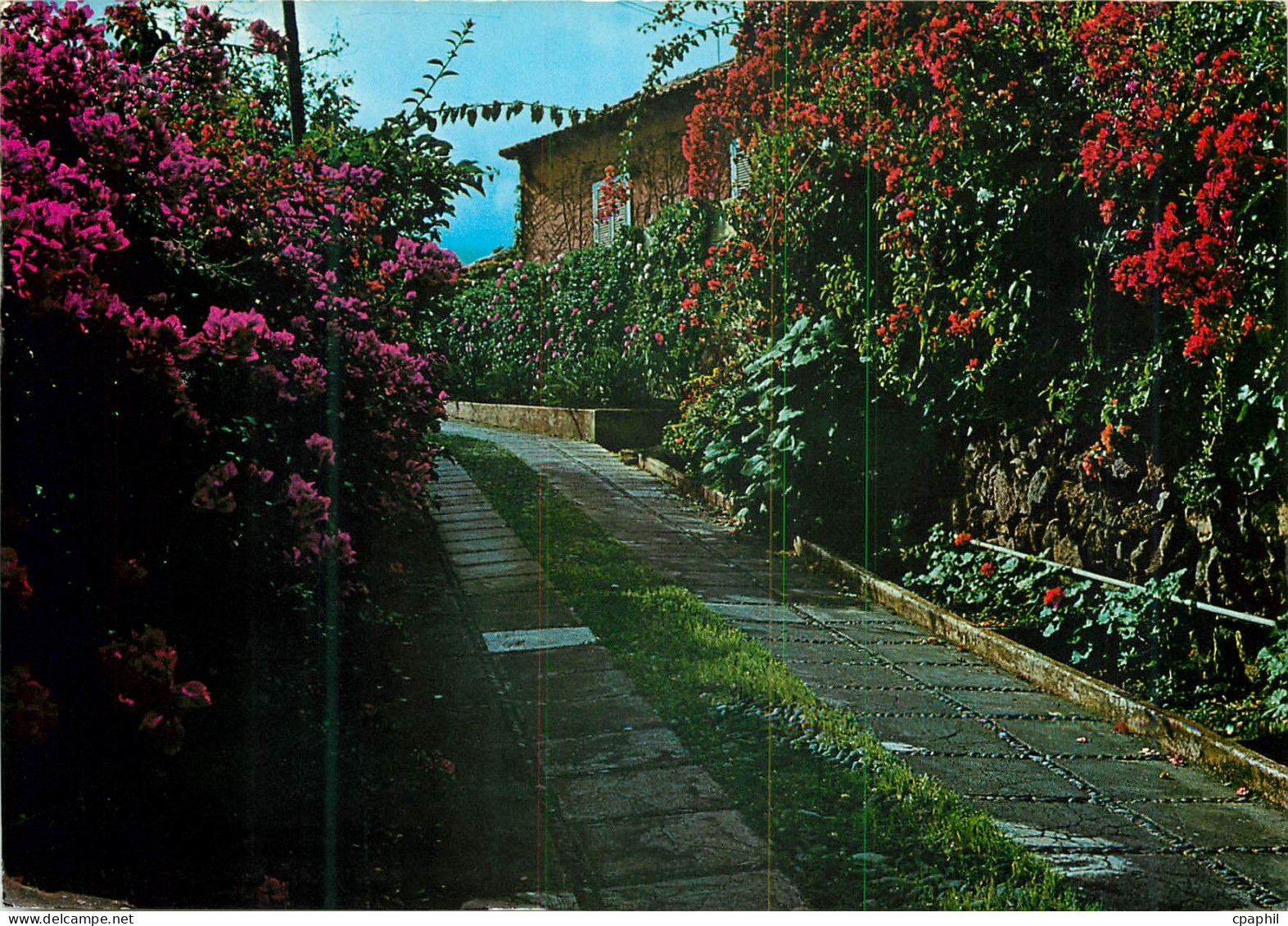 CPM Islas canarias paisage typique avec fleur
