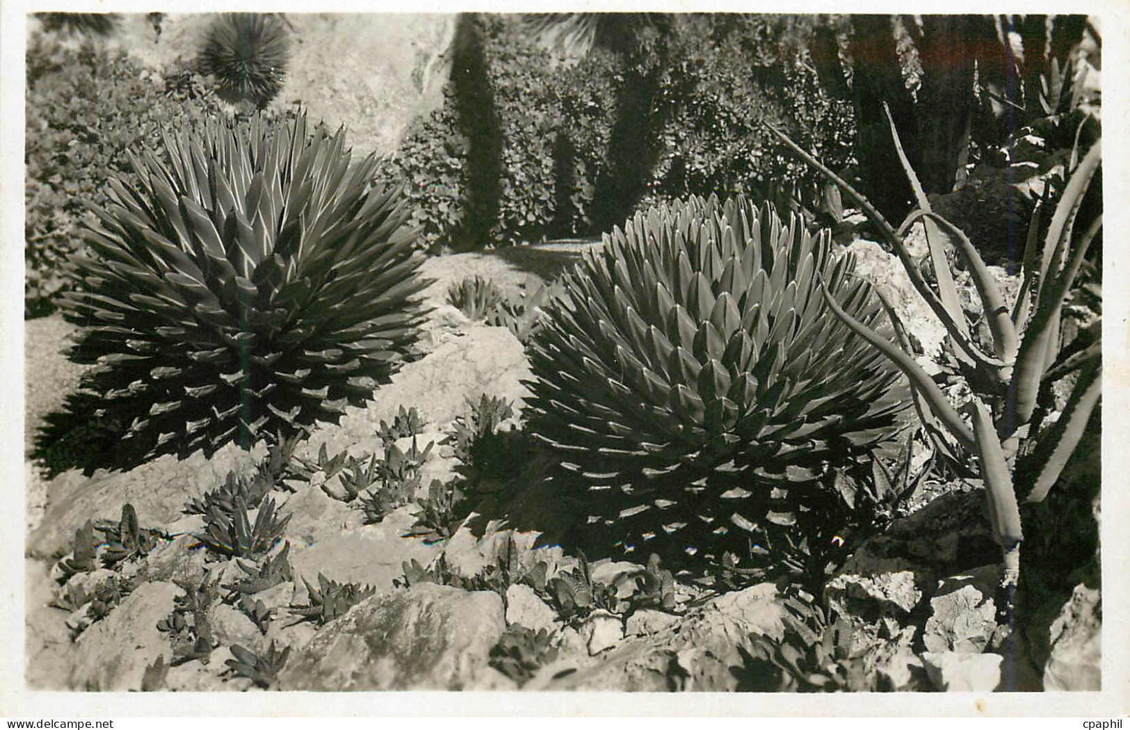 CPM Jardin exotique de Monaco Agaves victoria reginae aloes et gasterias divers