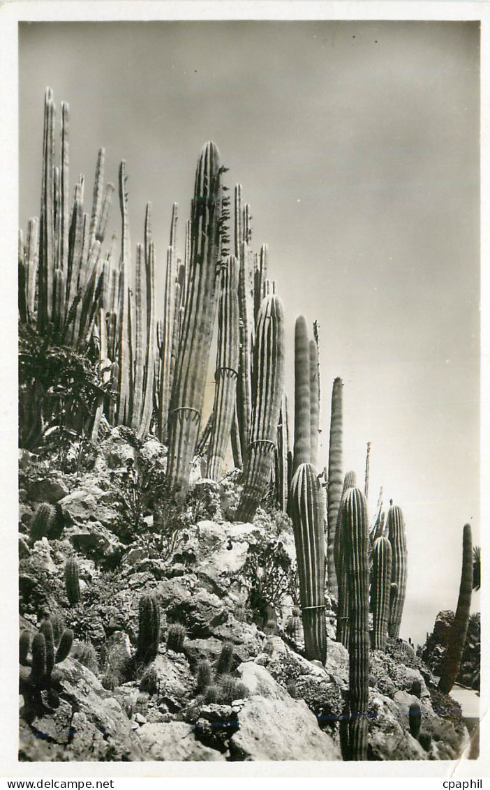 CPM Jardin exotique de Monaco Cereus et Pilocereus divers