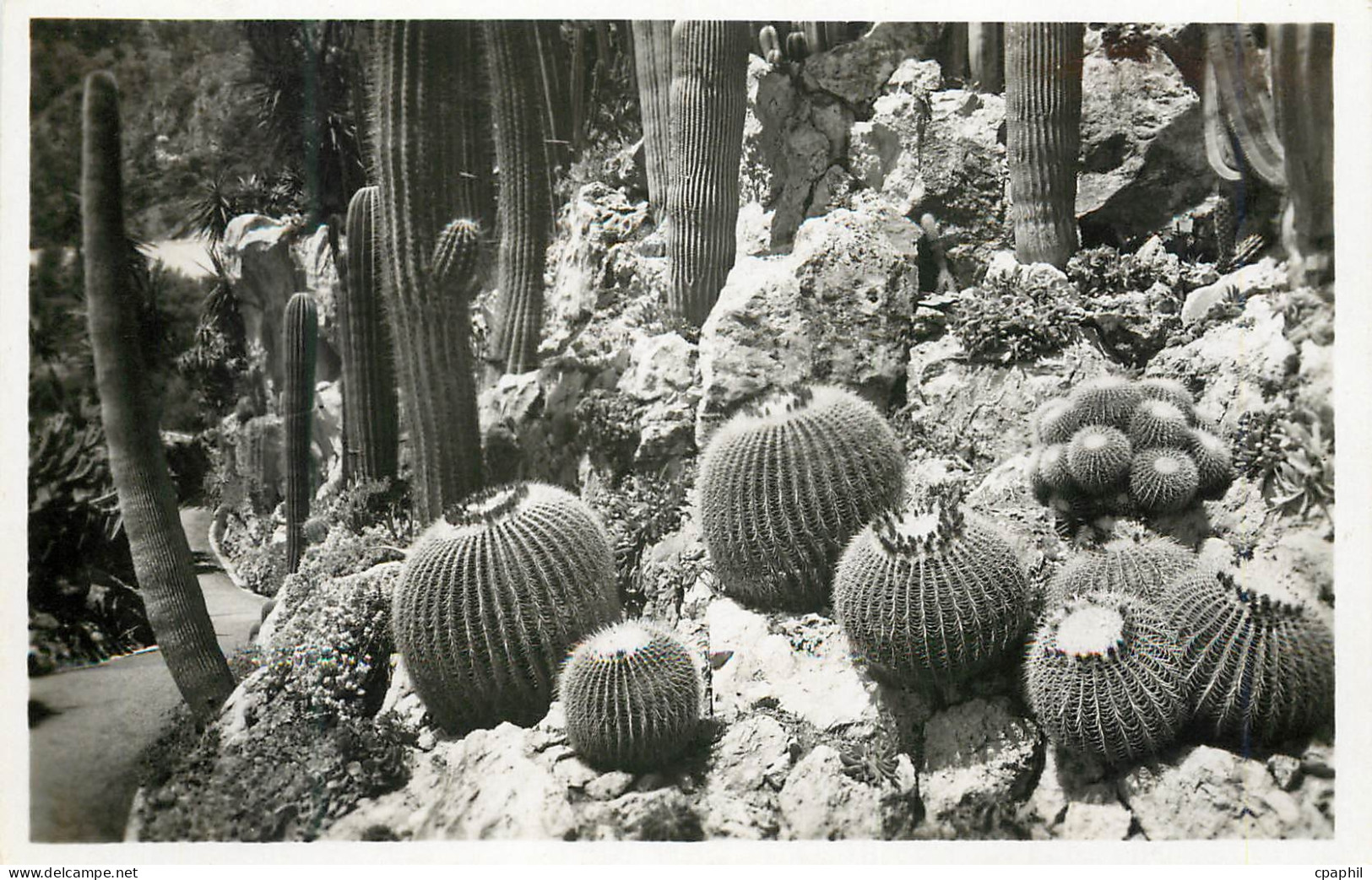 CPM Jardin exotique de Monaco Groupe d echinocactus grusonii