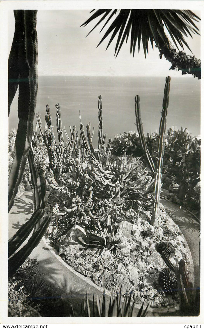 CPM Jardin exotique de Monaco Groupe de Cereus Geometrisans Agaves Cereus et Opuntias divers