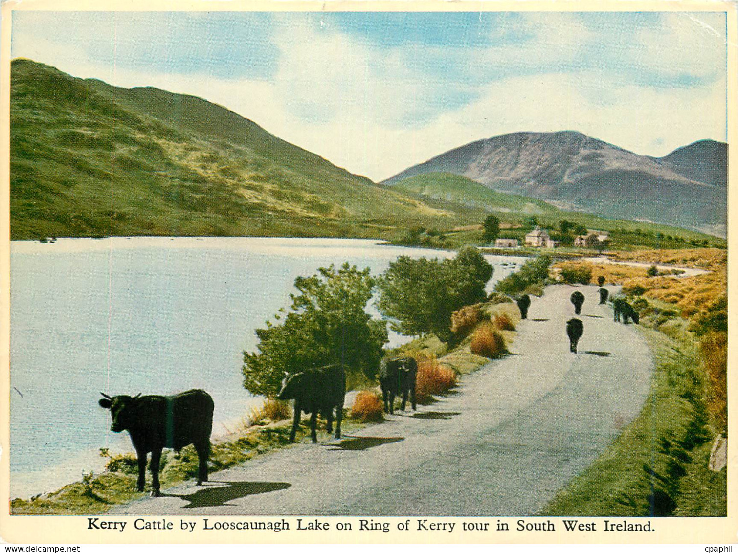 CPM Kerry cattle by Looscaunach lake on ring of Kerry tour in South West Ireland