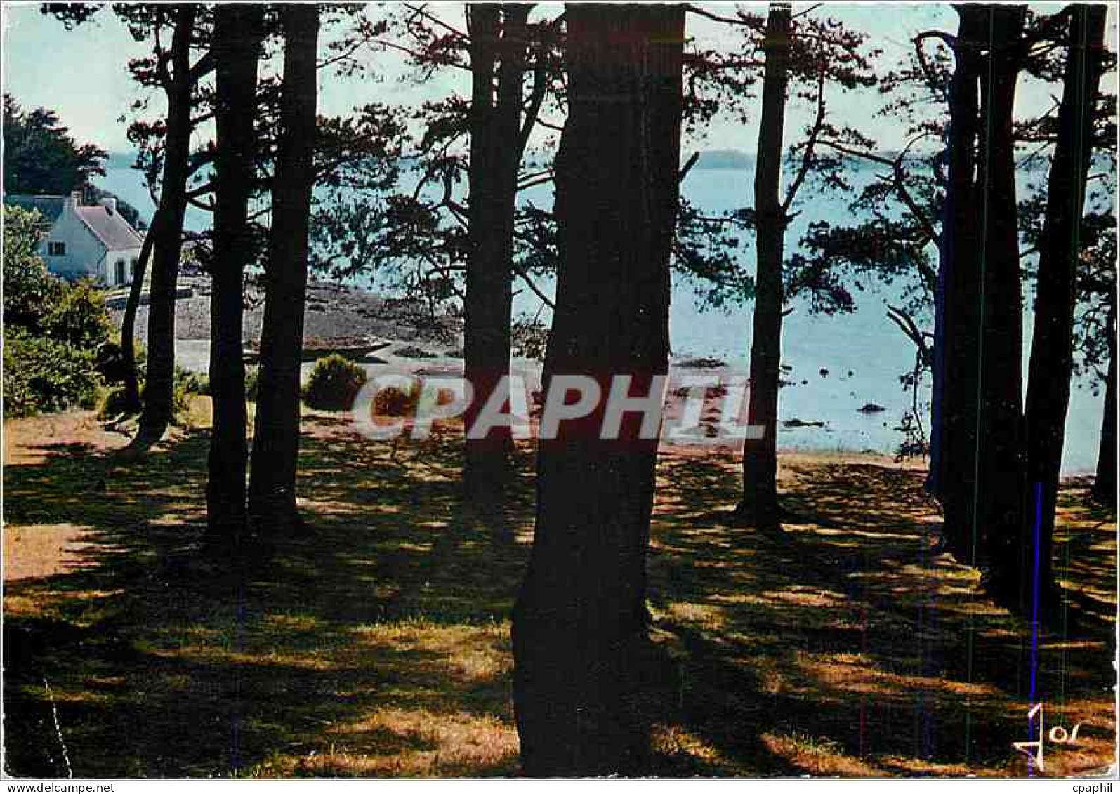 CPM L'Ile aux Moines Morbihan Le Bois d'Amour